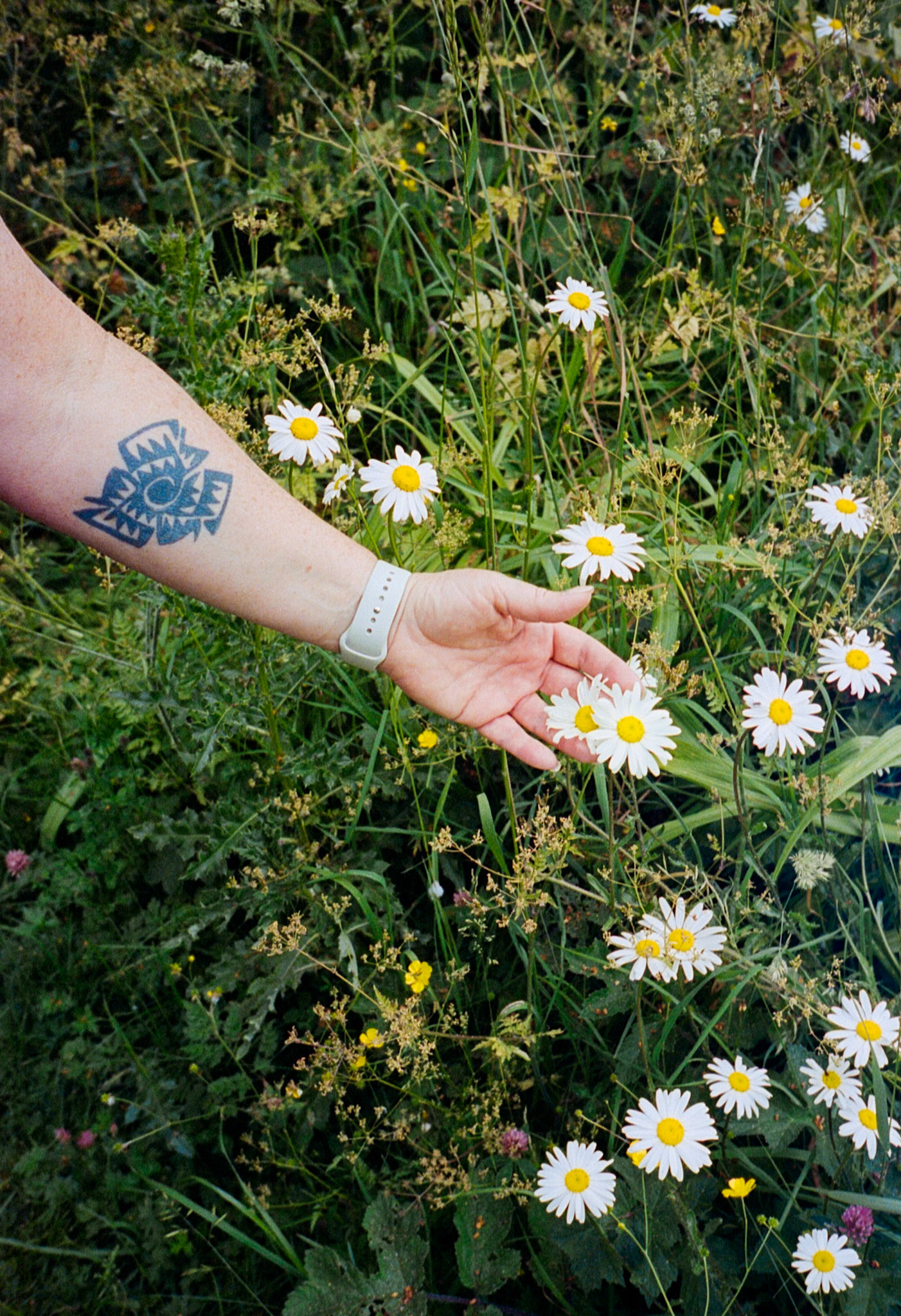 Daisies