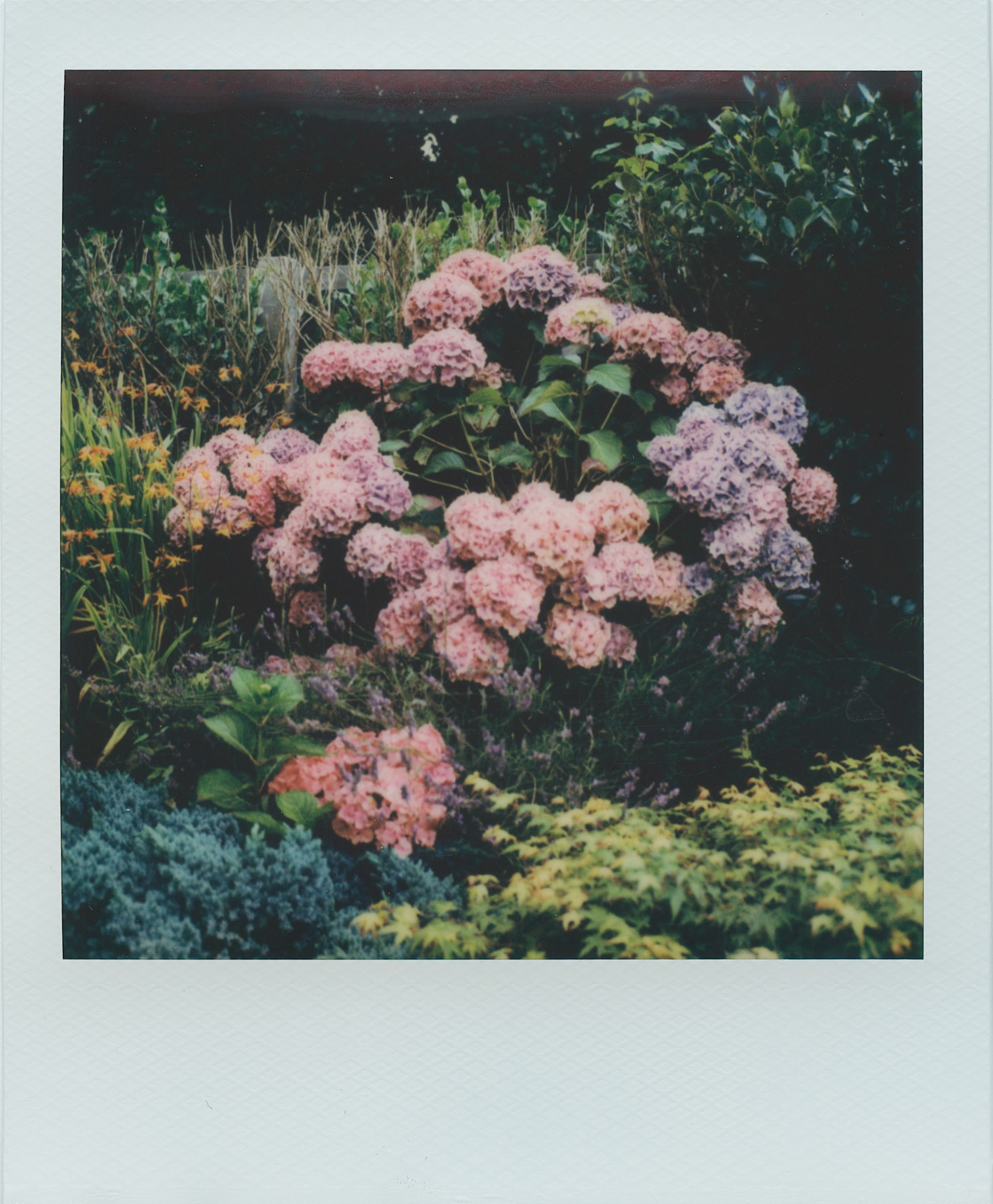 Hydrangearoid