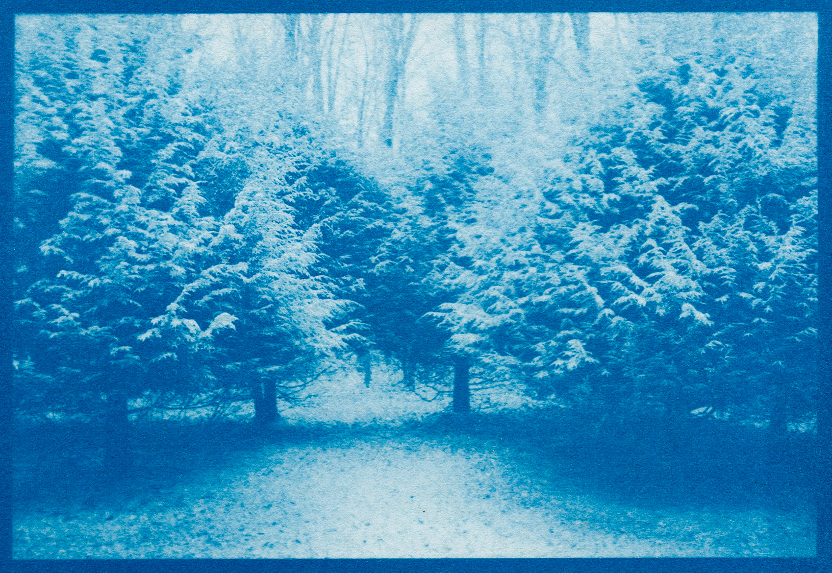 Cyanotype of my Mother's Trees