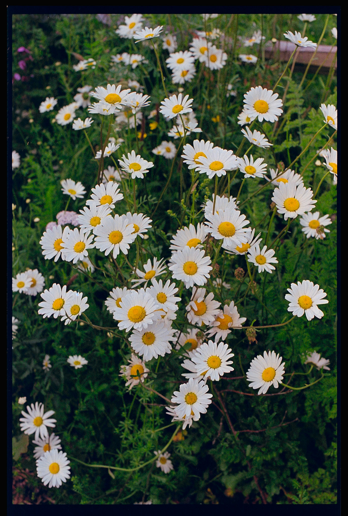 Daisies
