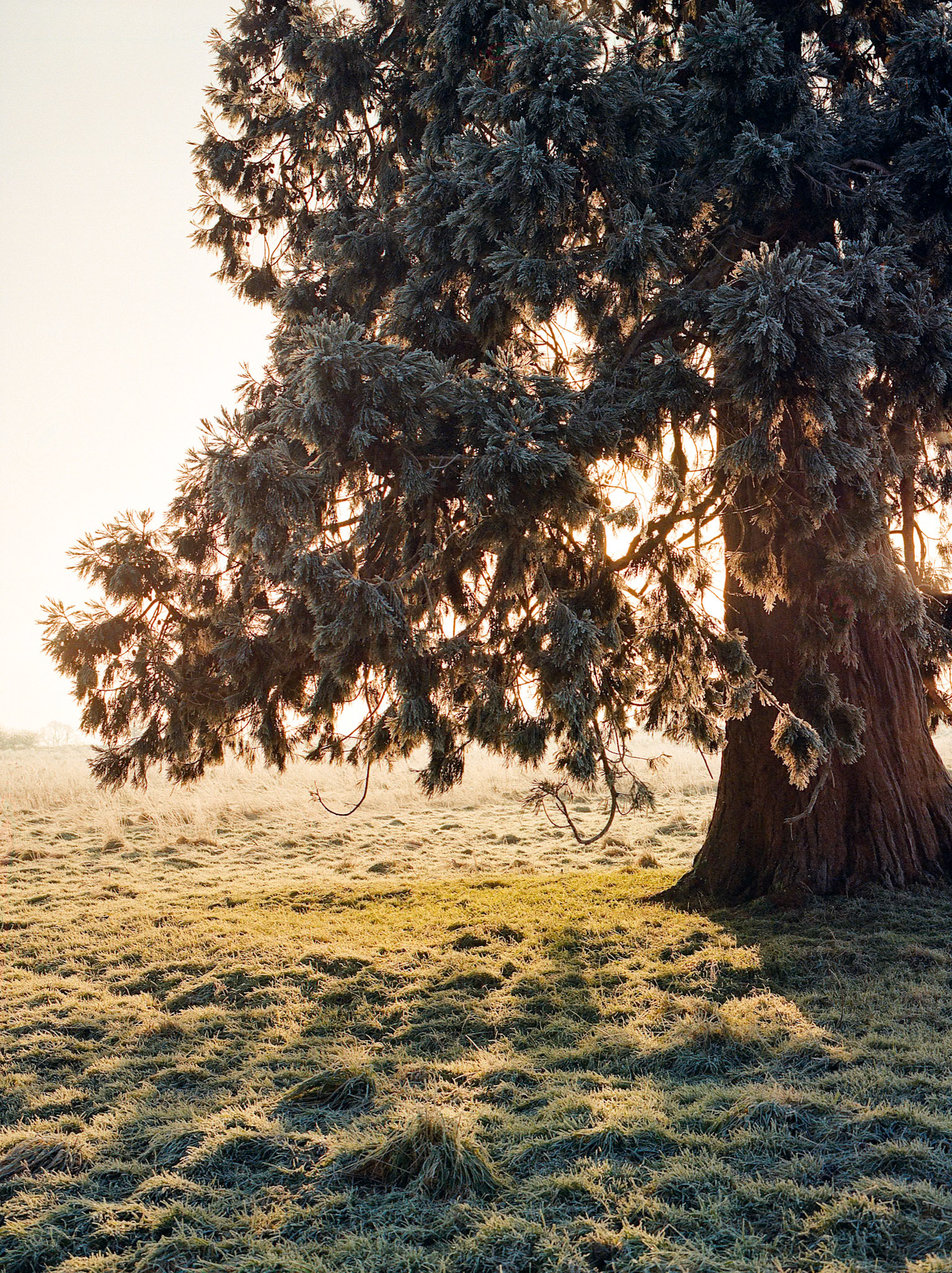 Redwood Sunrise