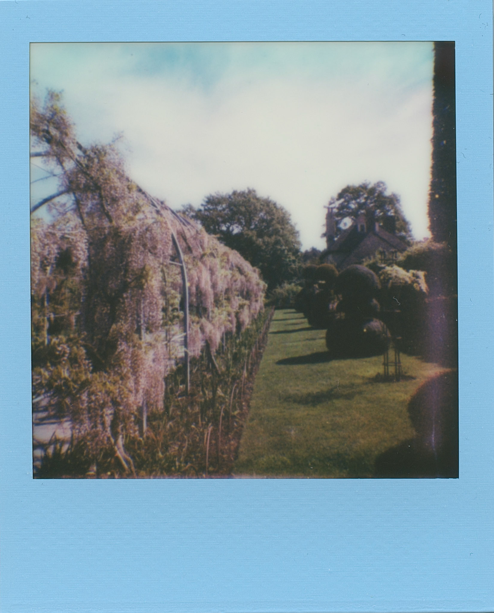 Mass Wisteria Paularoid