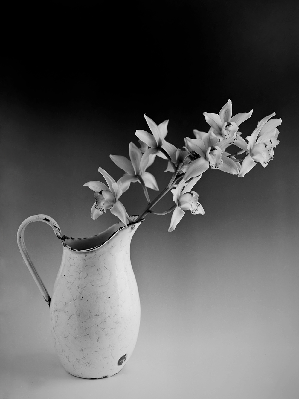 Orchids - Photographed using an 8x10 inch large format film camera and developed by loving hands - mine. (Approximate size 60cm x 40 cm - $AU400)