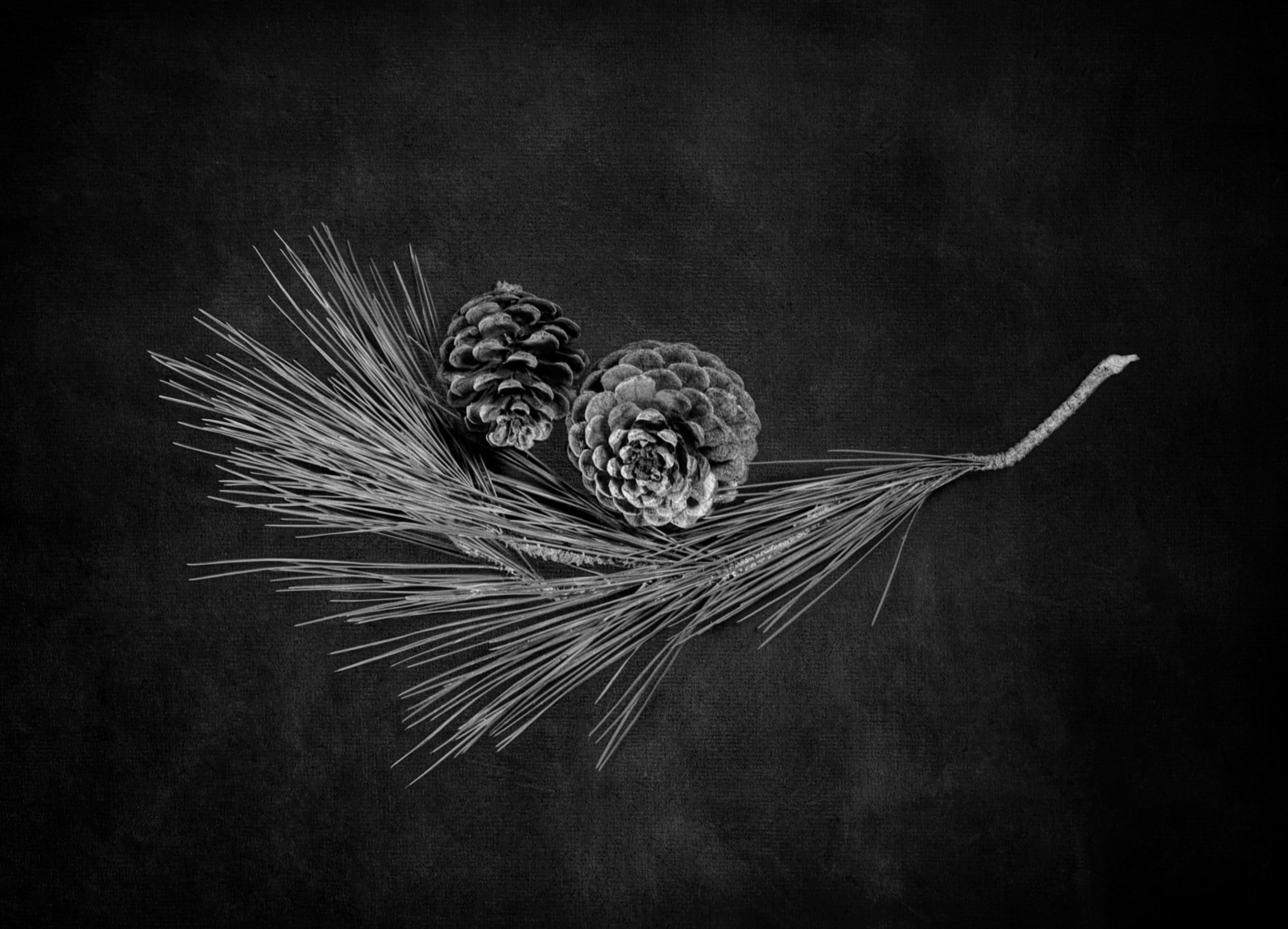 Autumn - Taken with a large format 4x5 inch film camera and developed with loving hands - mine. (Approximate size 60cm x 40 cm - $AU400)
