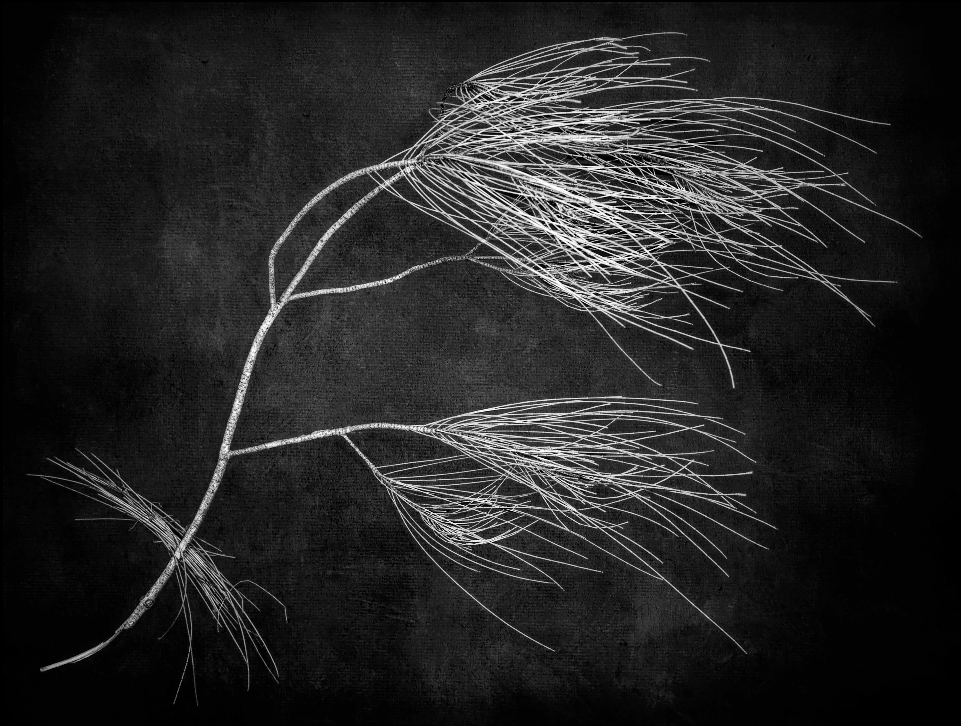 Winter - Taken with a large format 4x5 inch film camera and developed with loving hands - mine. (Approximate size 60cm x 40 cm - $AU400)