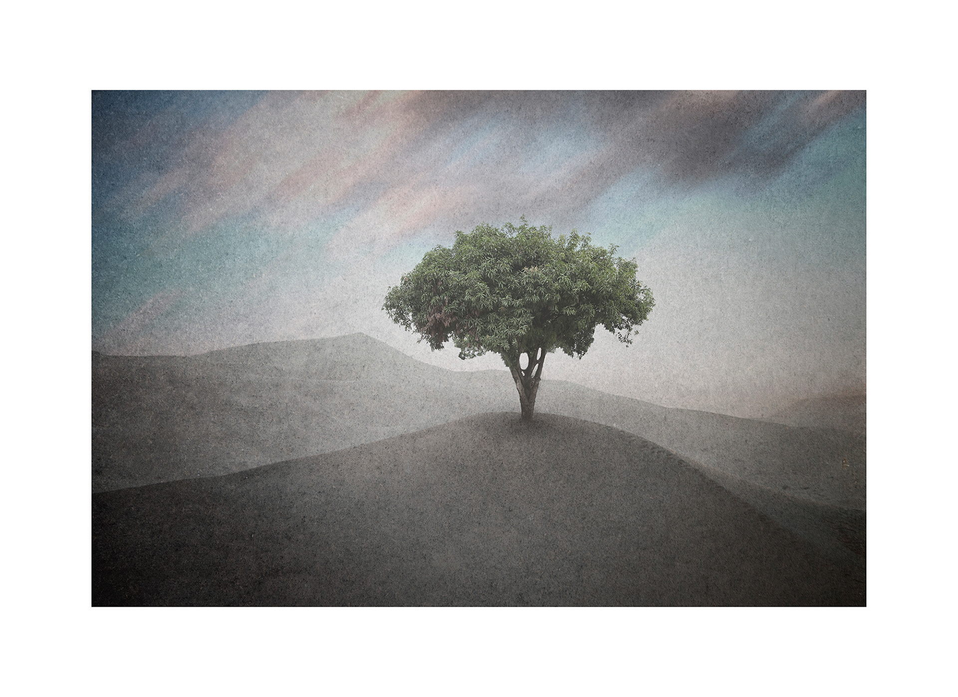 Sole survivor (Approximate size 60cm x 40 cm - $AU400)