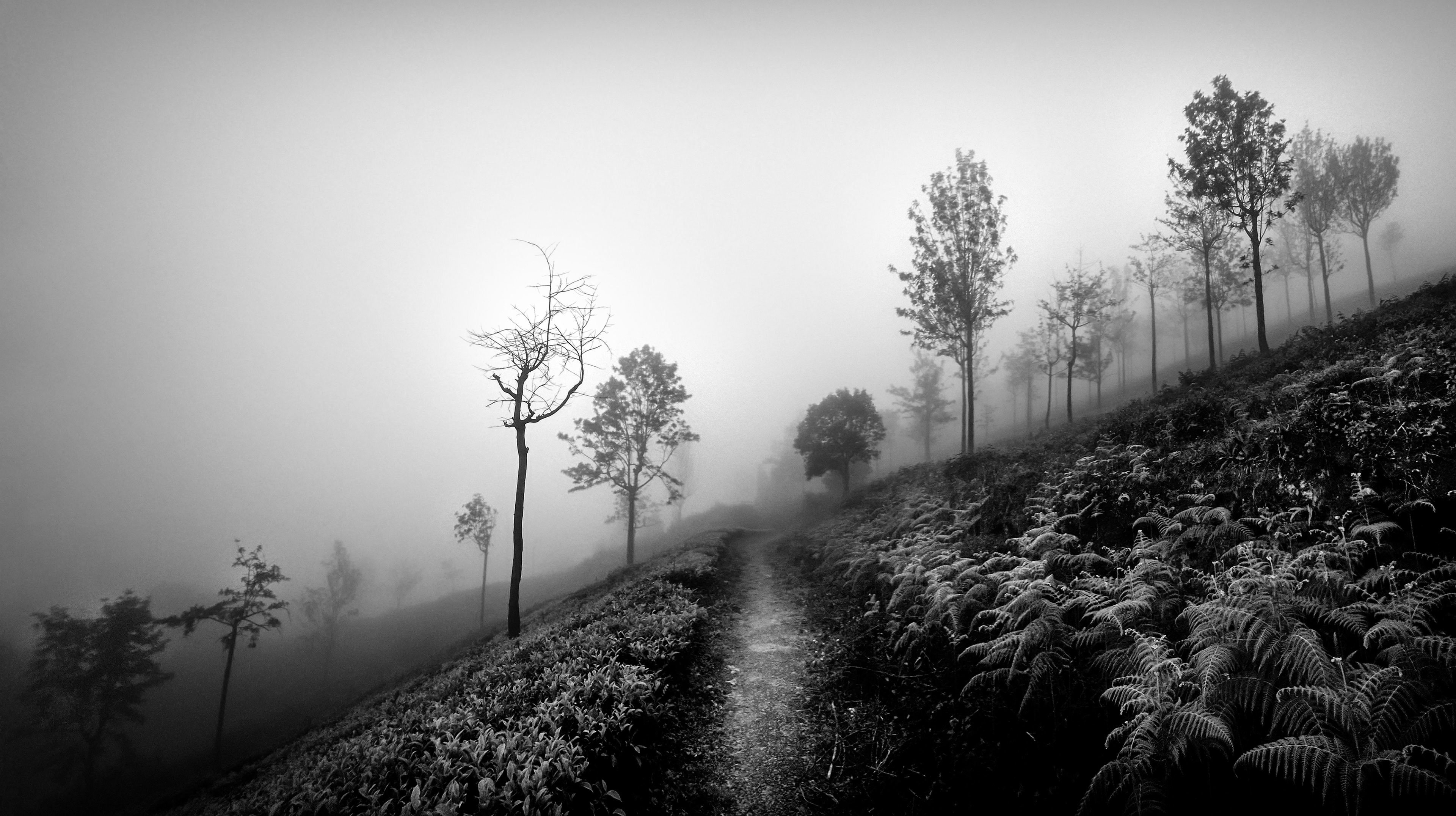 Tea plantation at dawn - India