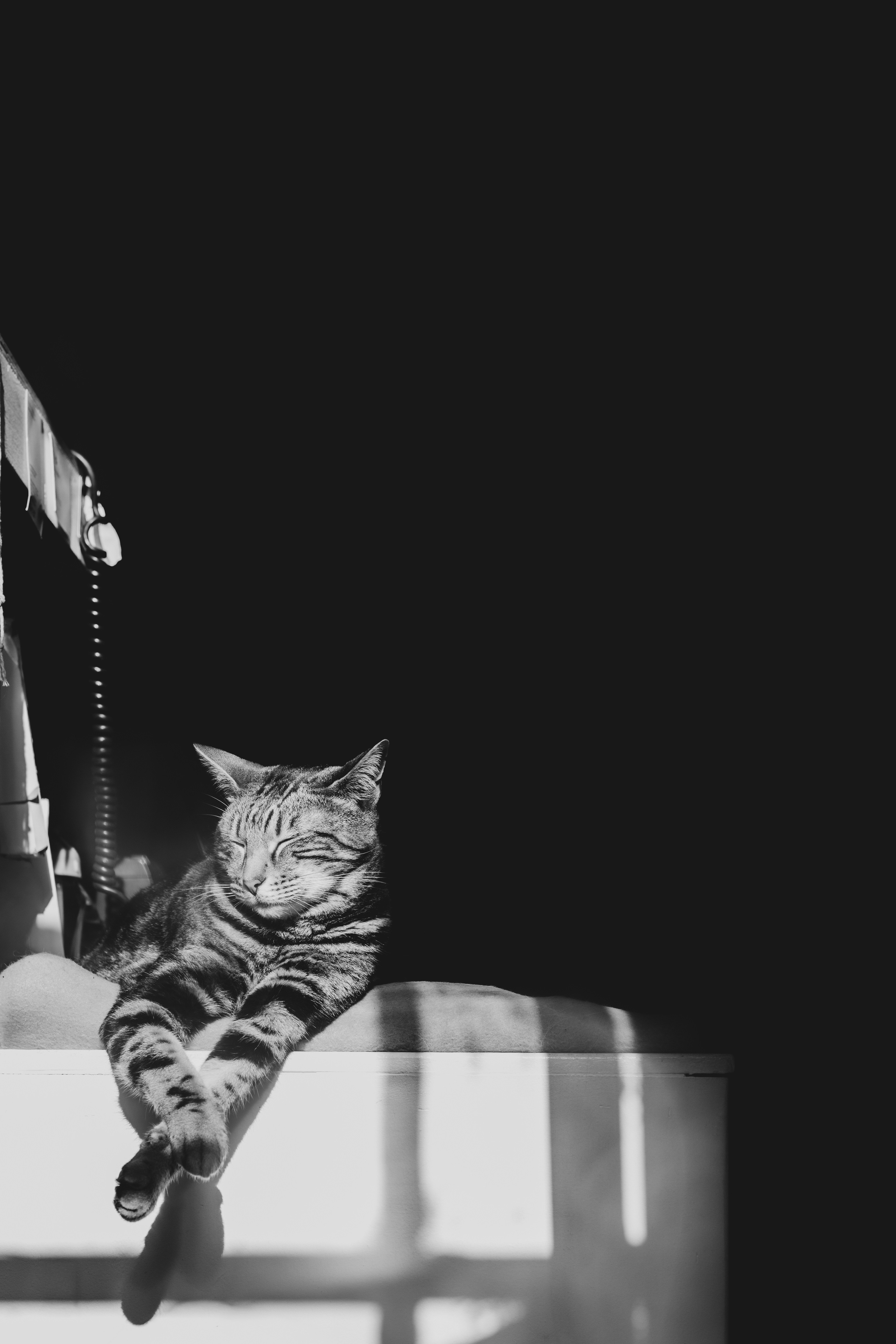 Edinburgh Cat
