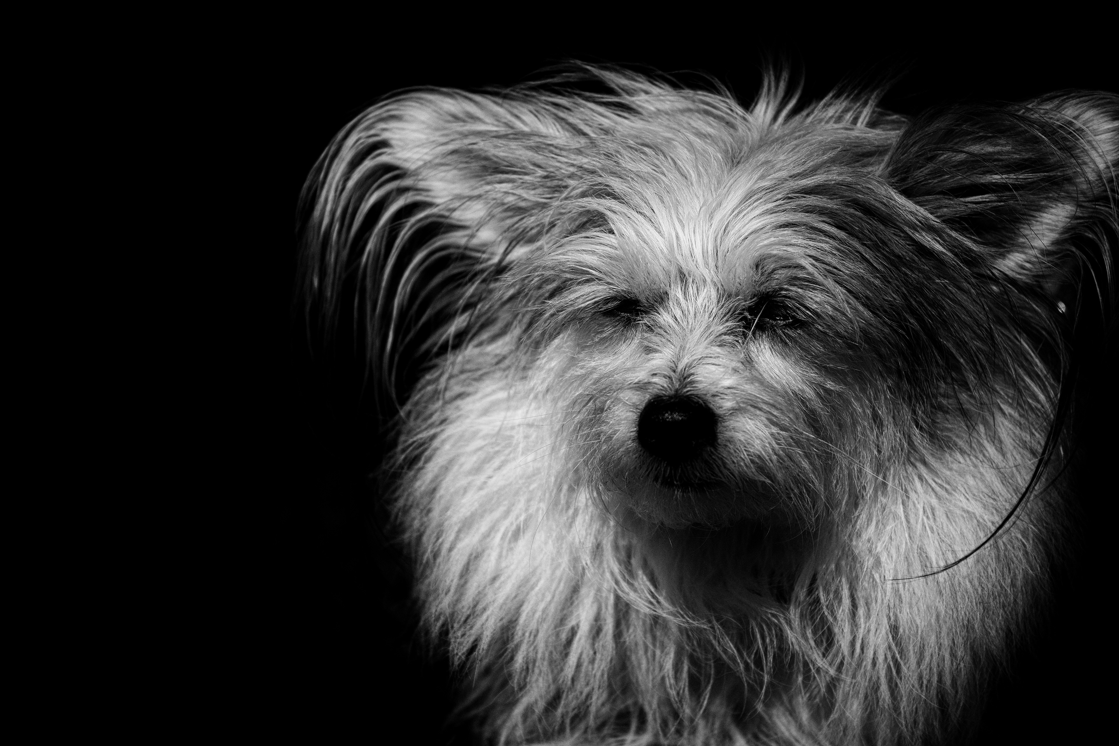Wee Dug