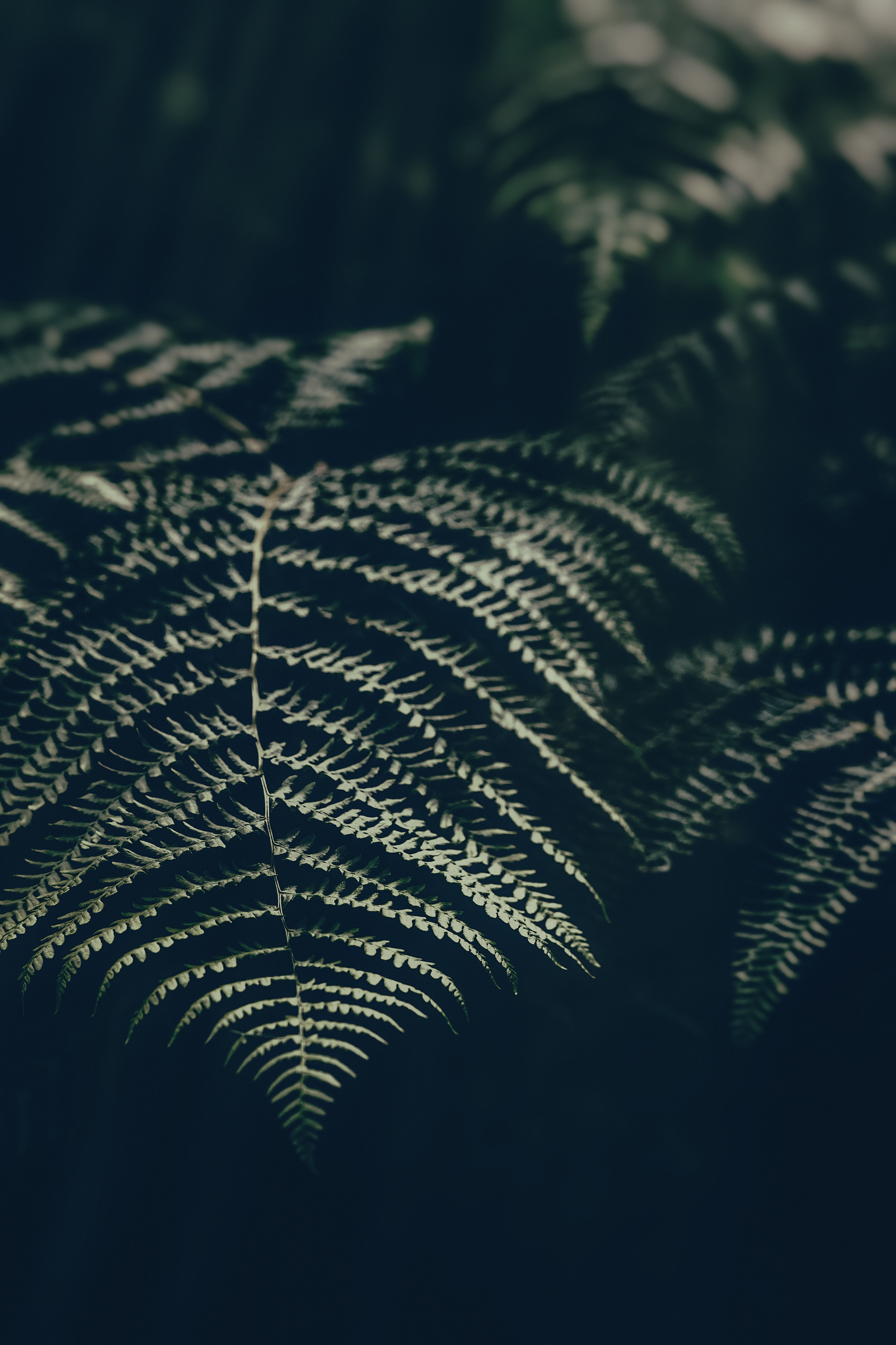 Fern