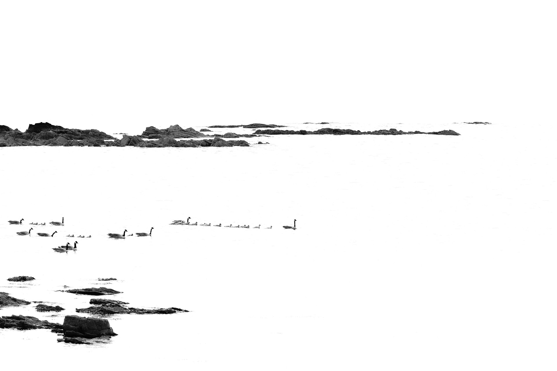 Ardnacross Geese