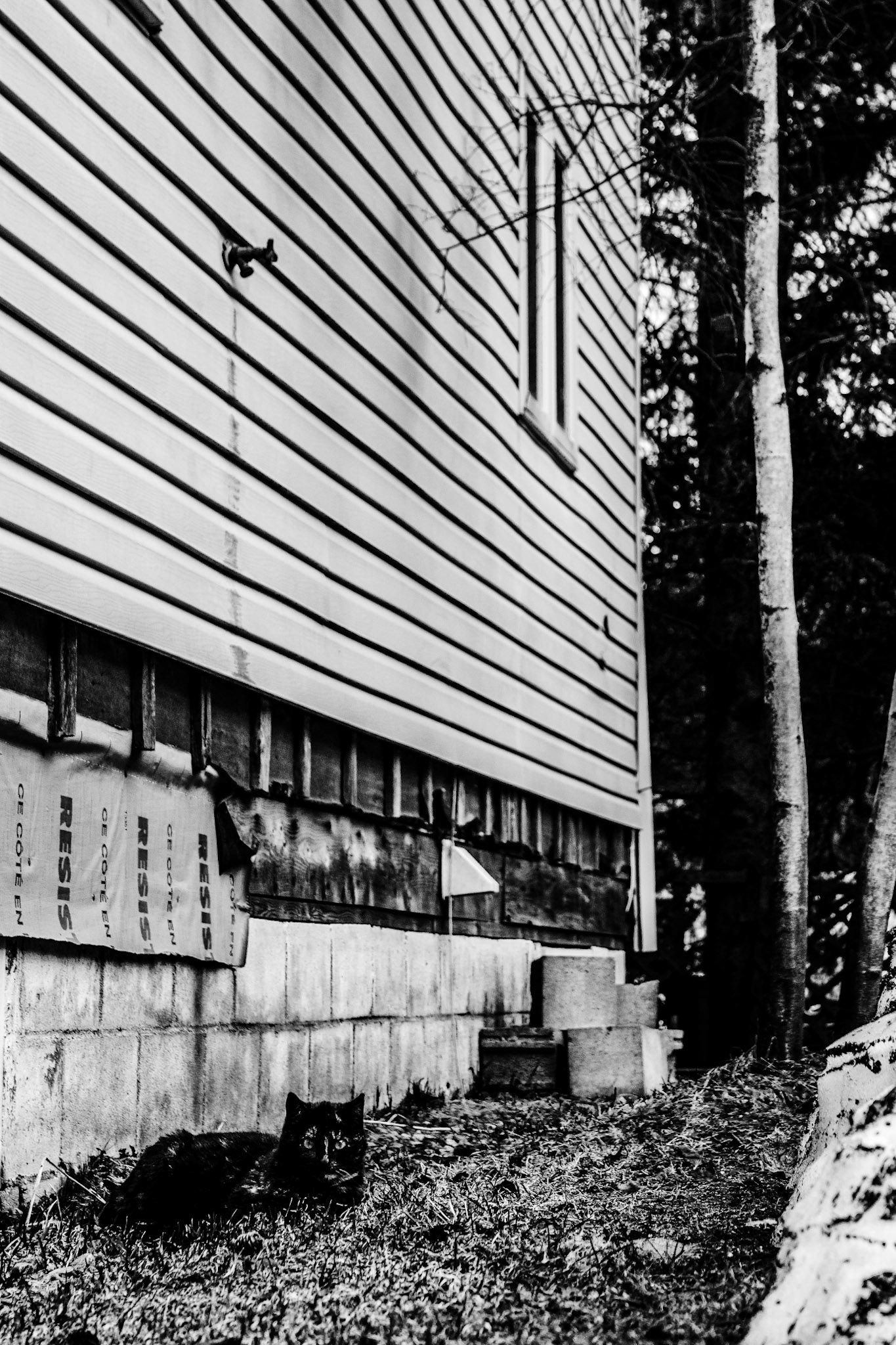 Chat couche sur le cote de la maison