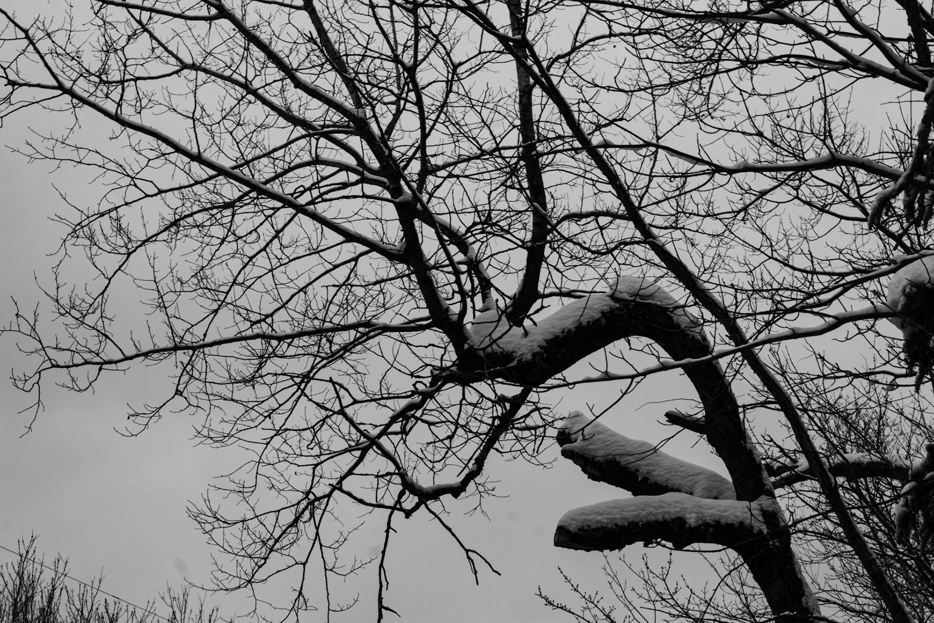 Arbre eneiger et tordu