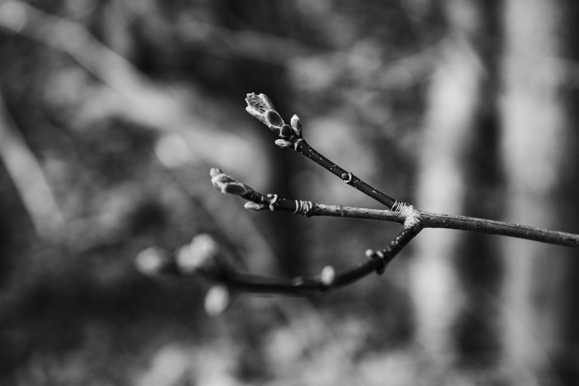 Bourgeons