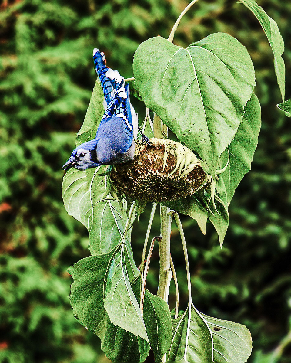 Geai bleu sur le tournesol