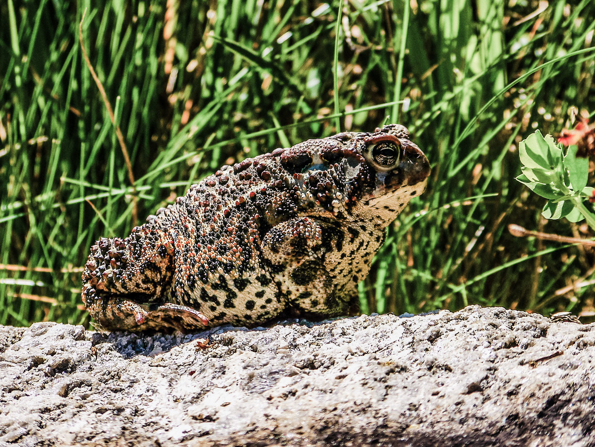 Le crapaud de mon pere