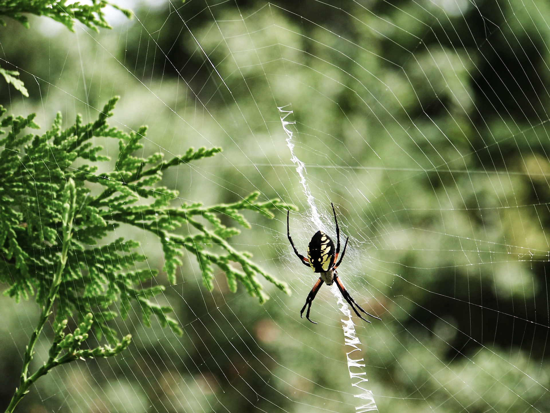 L'araignee au millieu de sa toile