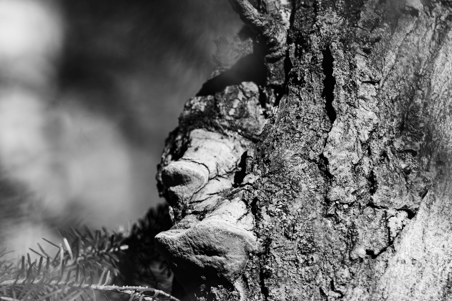 Champignon en forme de trompe