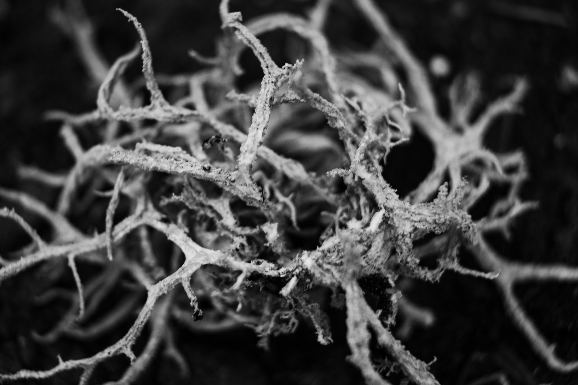 Mousse blanche vu de pres