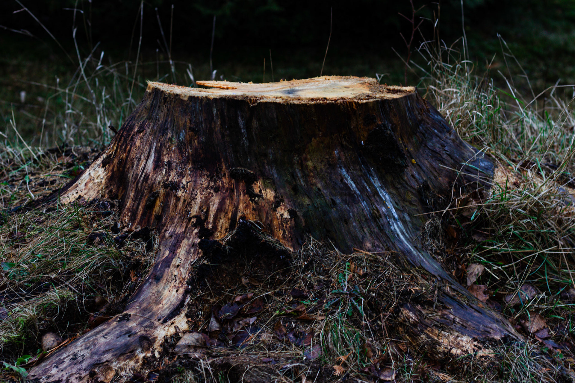 Tronc d'arbre couper