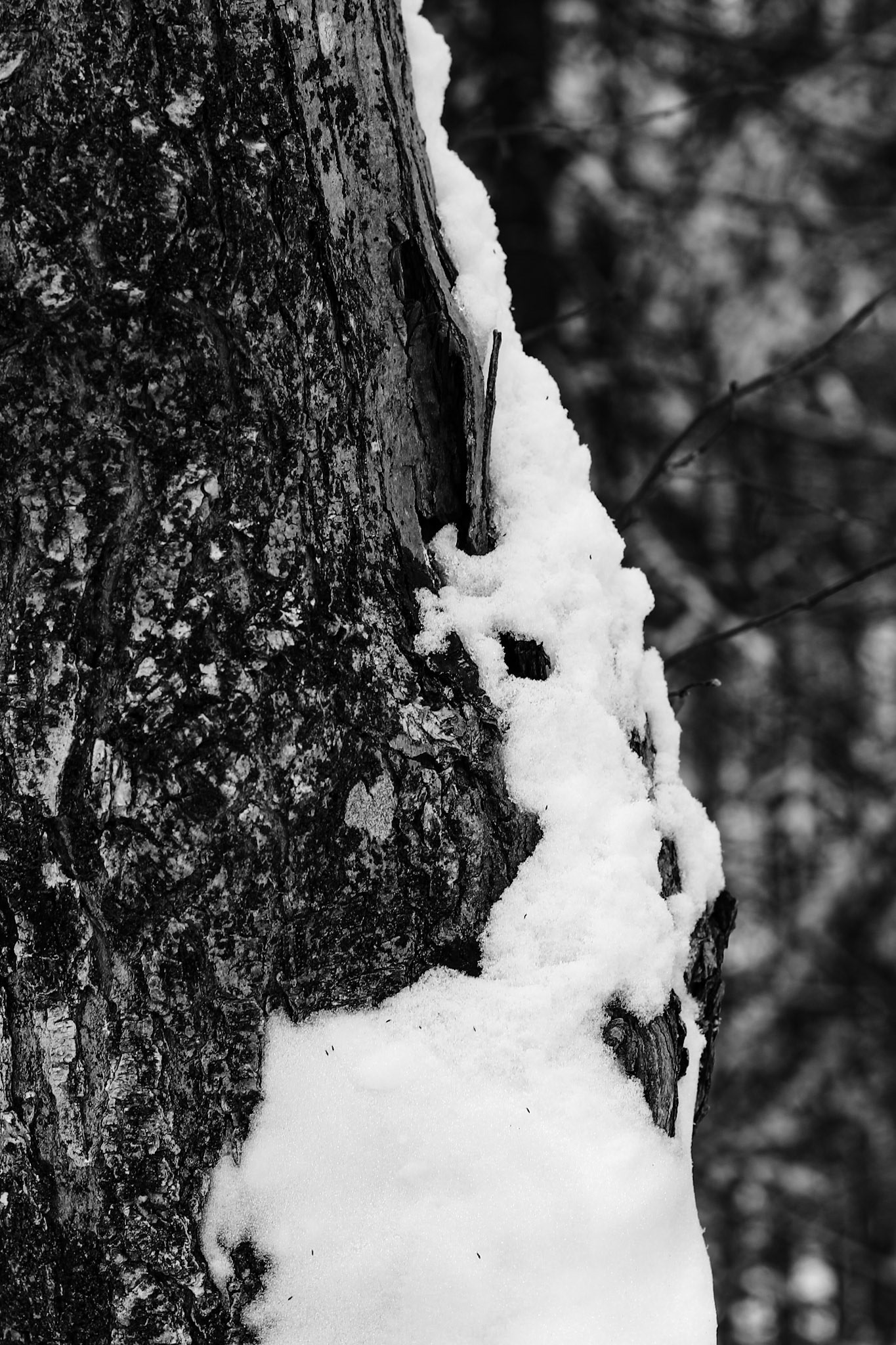 Neige sur tronc d'arbre