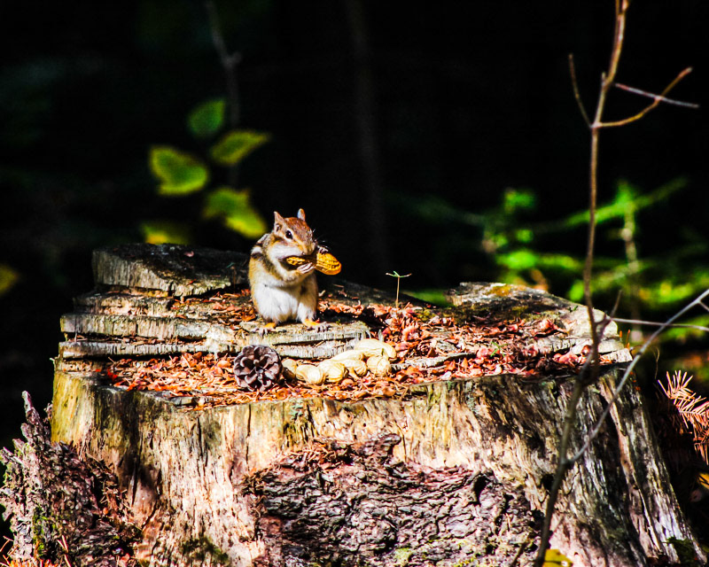 L'ecurueil avec une pinotte