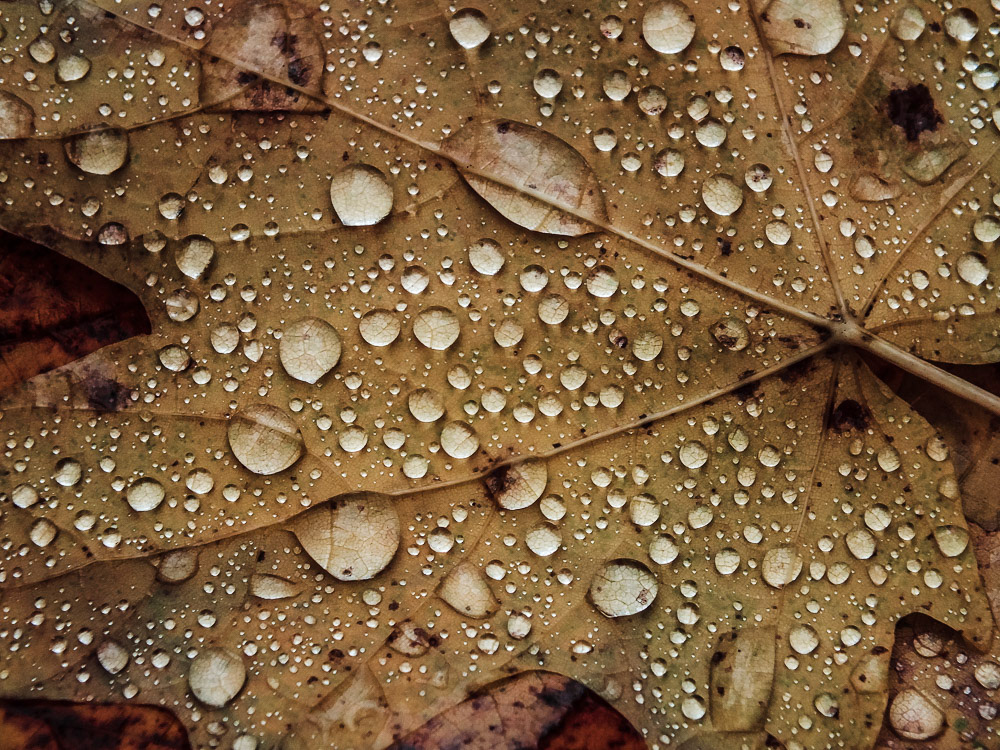 Goutte sur une feuille