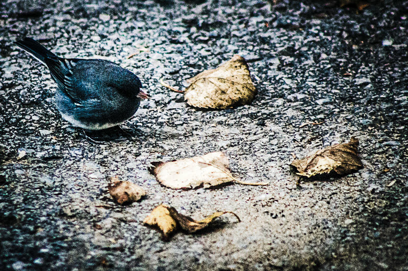 Petit oiseau picorant