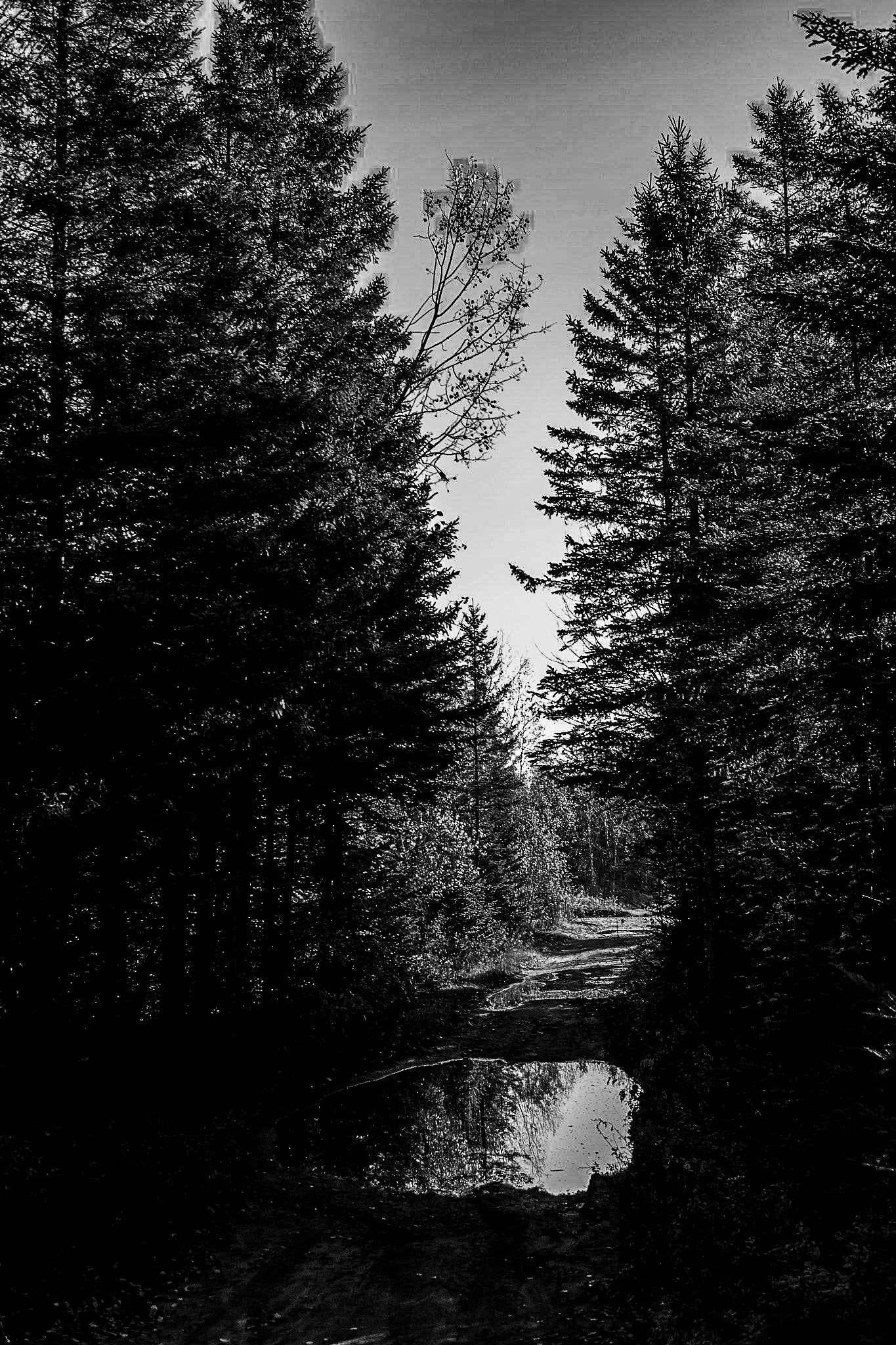 Le chemin dans la foret