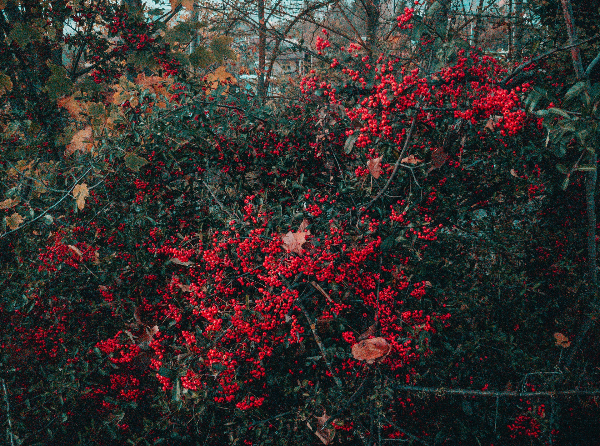 © Naikari Díaz