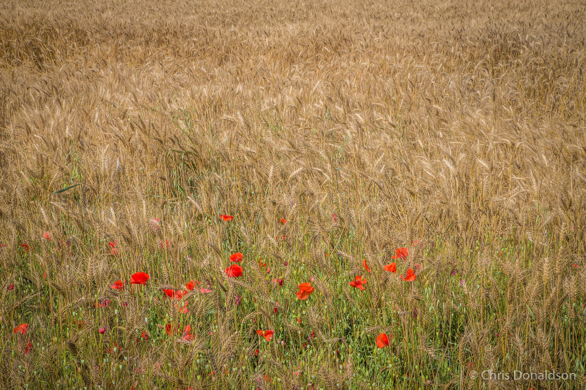 Wheat and Poppies, Loire Valley, France, 2014
