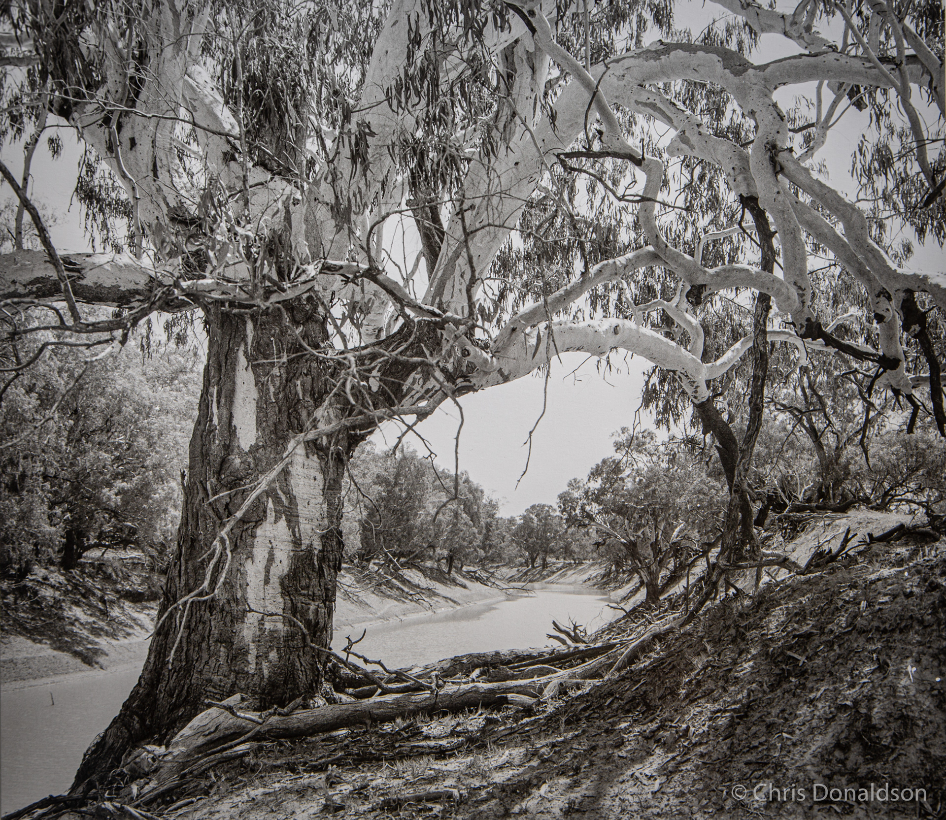 Darling River Gum - Wilcannia, 2013