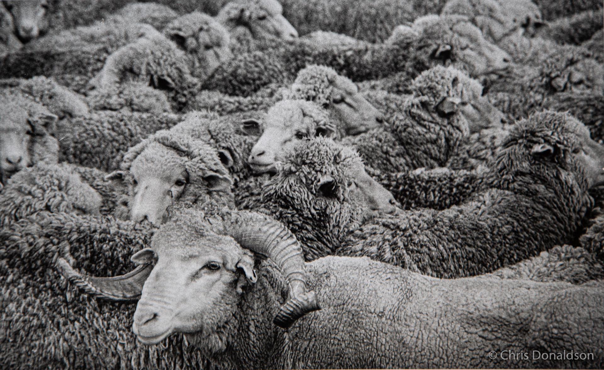 Close Knit Community - Delegate, 2014