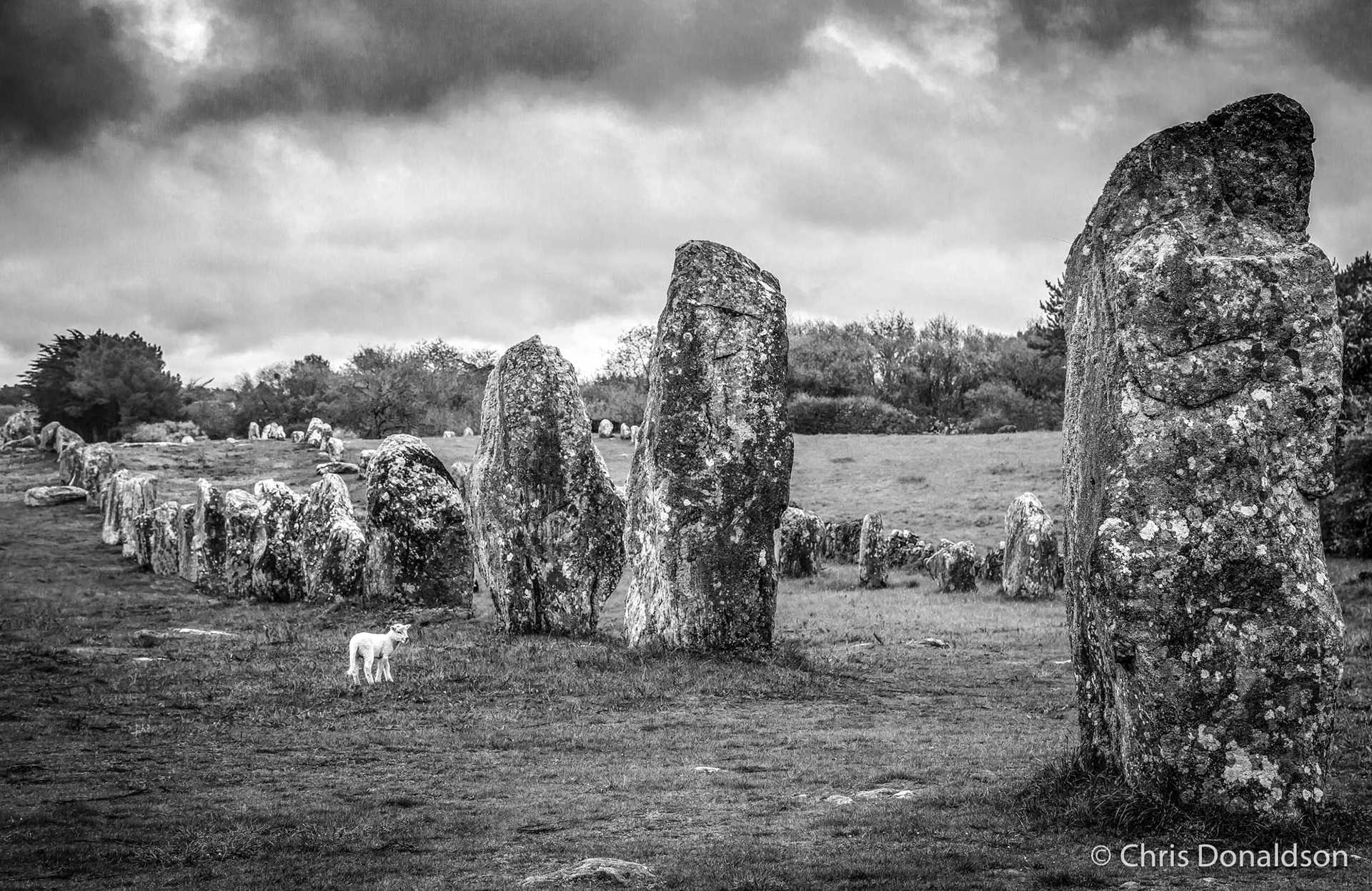 Silent Witness (canvas print)