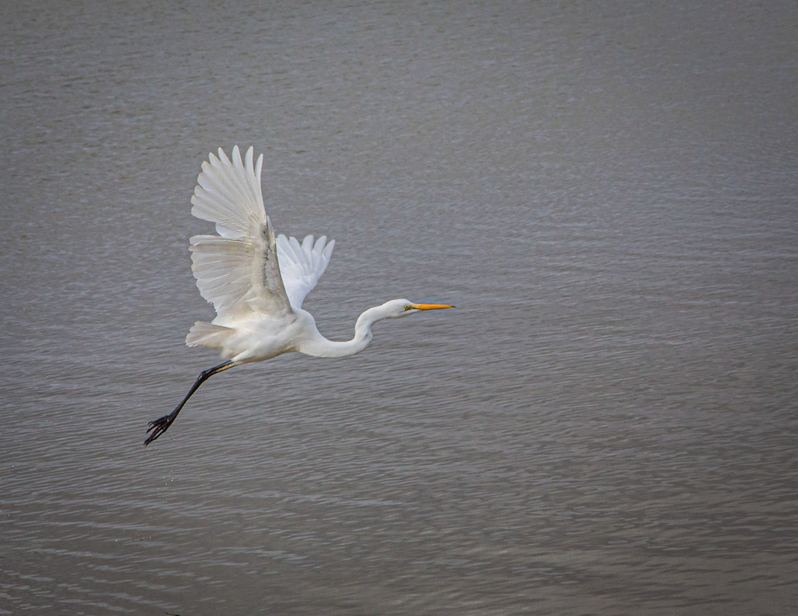 "Eastern Great Egret #2" - Lake Cargelligo NSW 2023