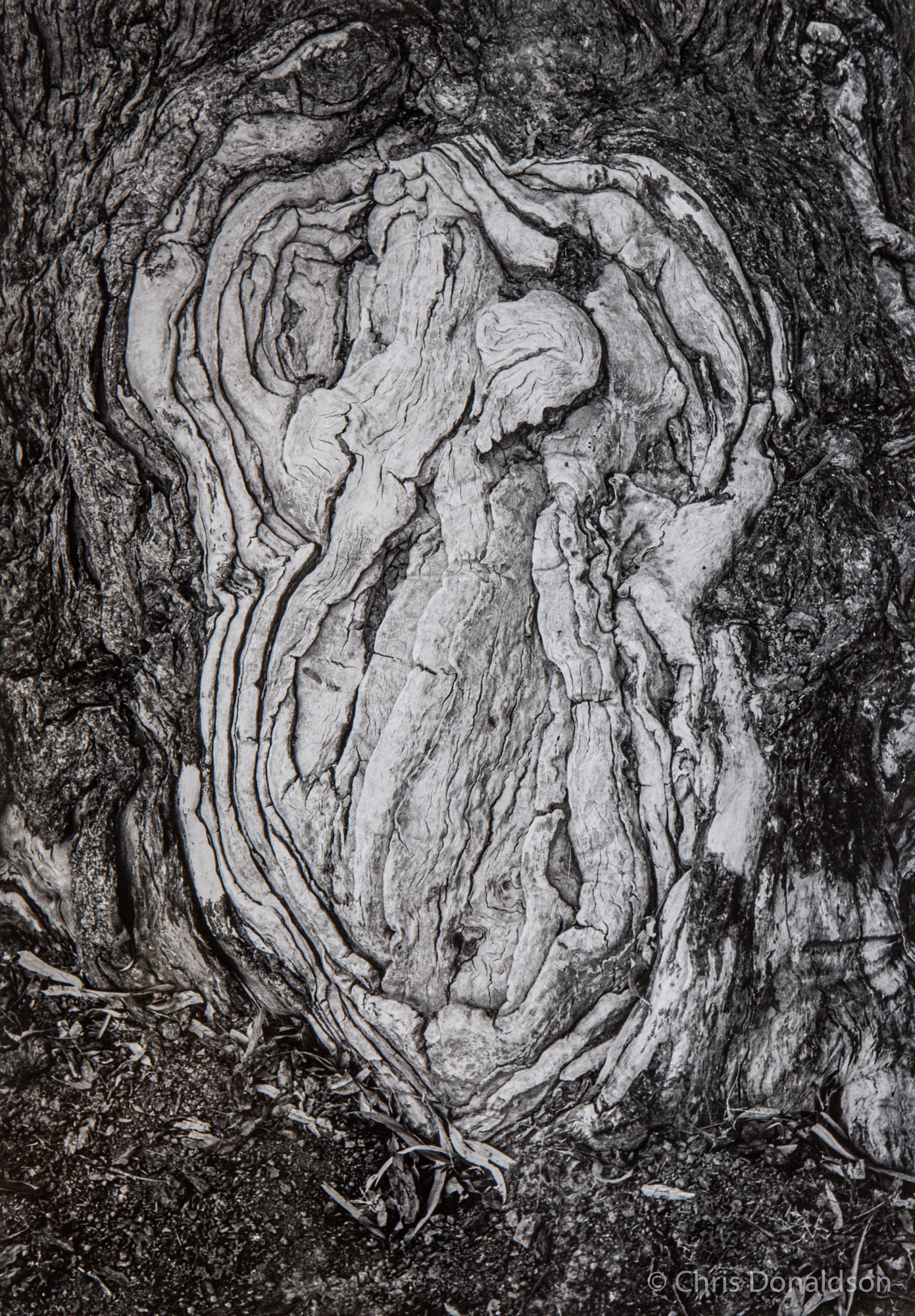 River Gum Mandala - Bourke, 2013