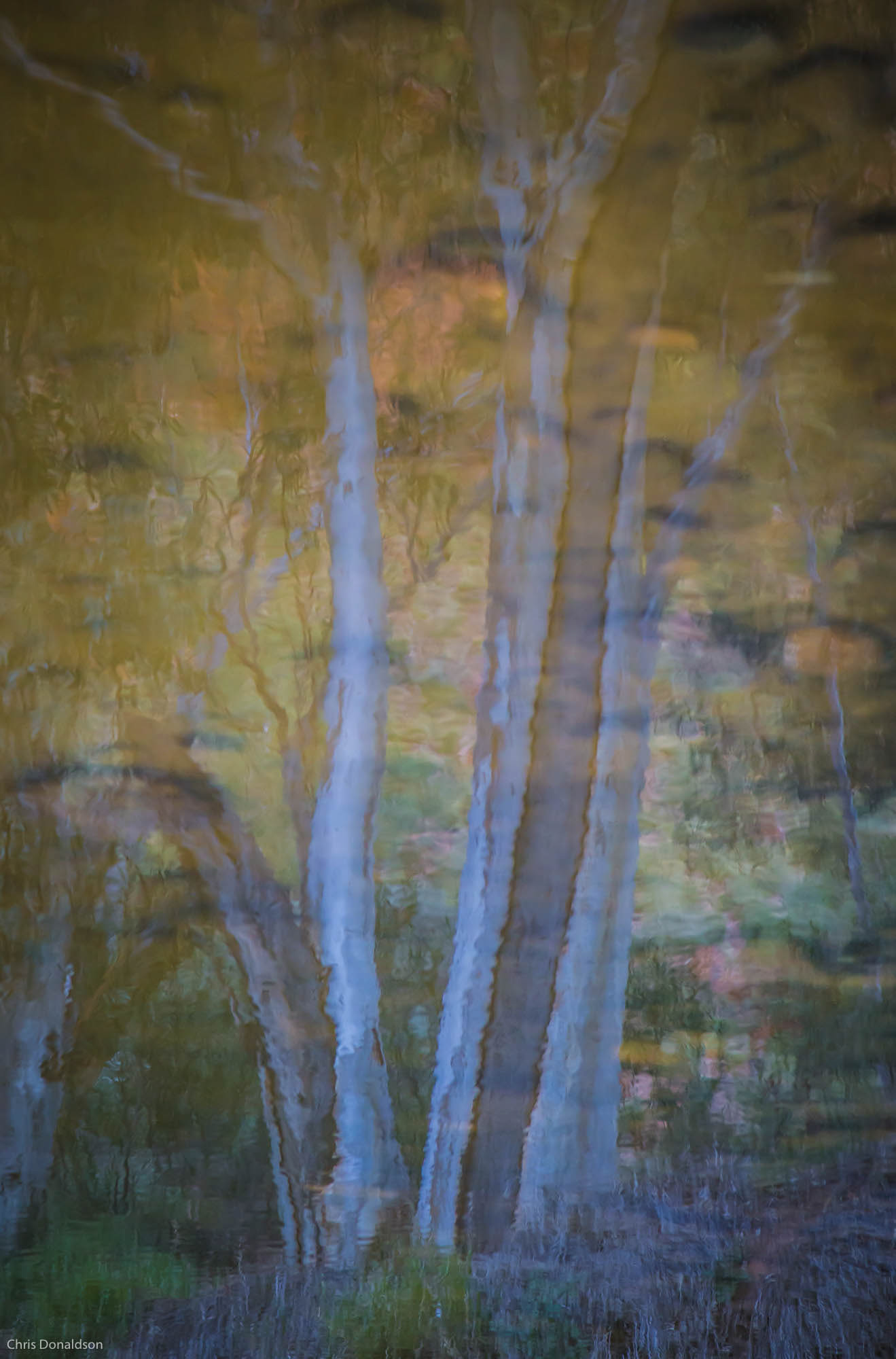 Submerged Enchanted Forest