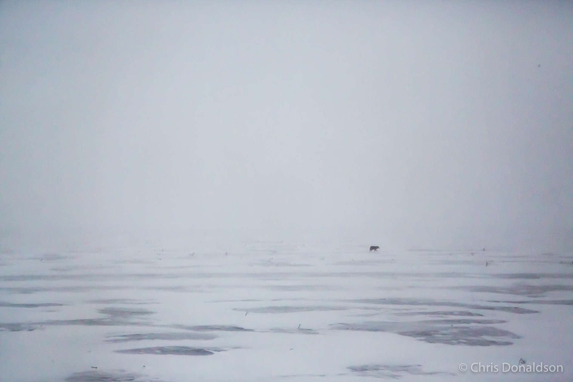 Lone Wolf, Canada, 2015