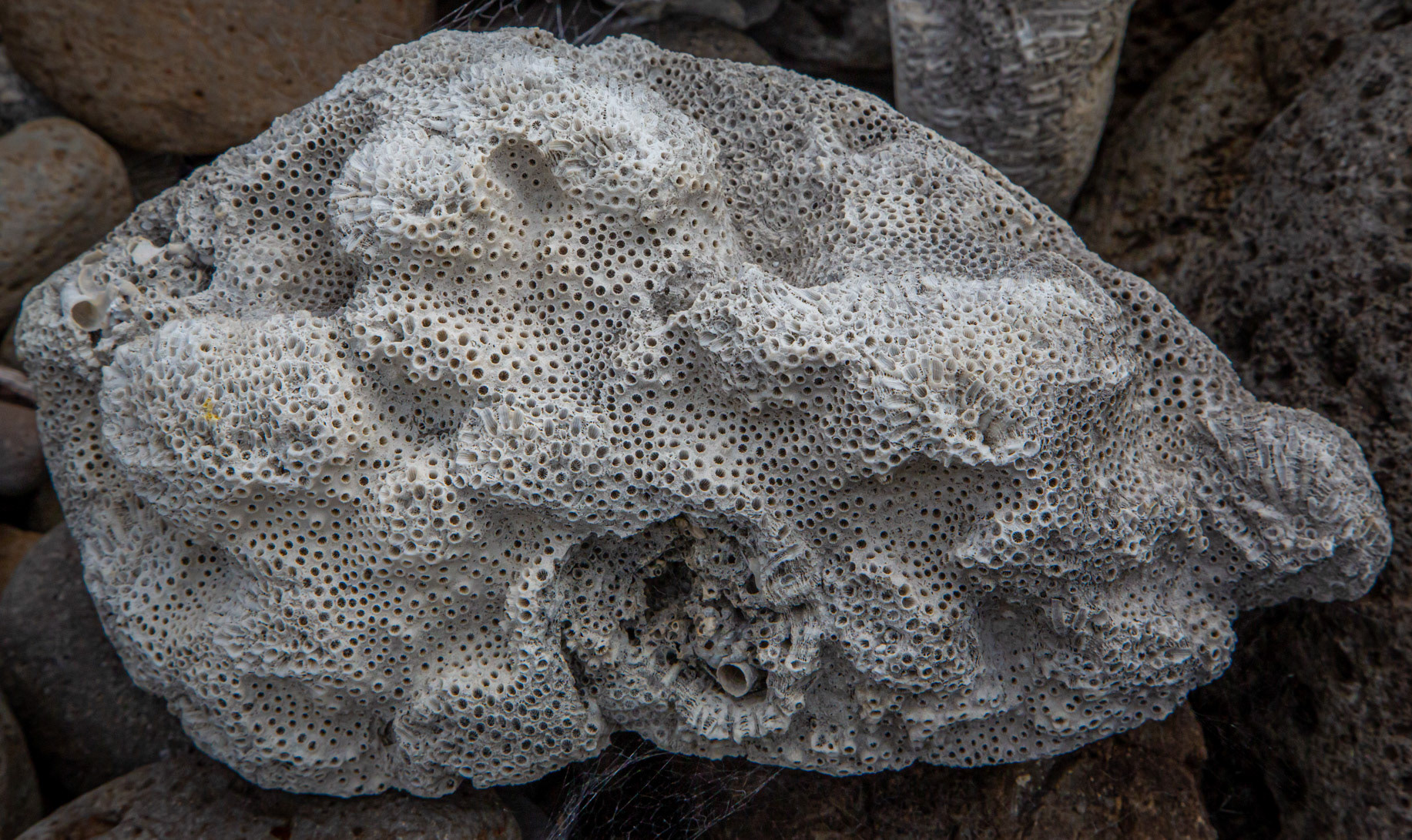 "Billowing Cloud of Coral" - Lord Howe Island 2023