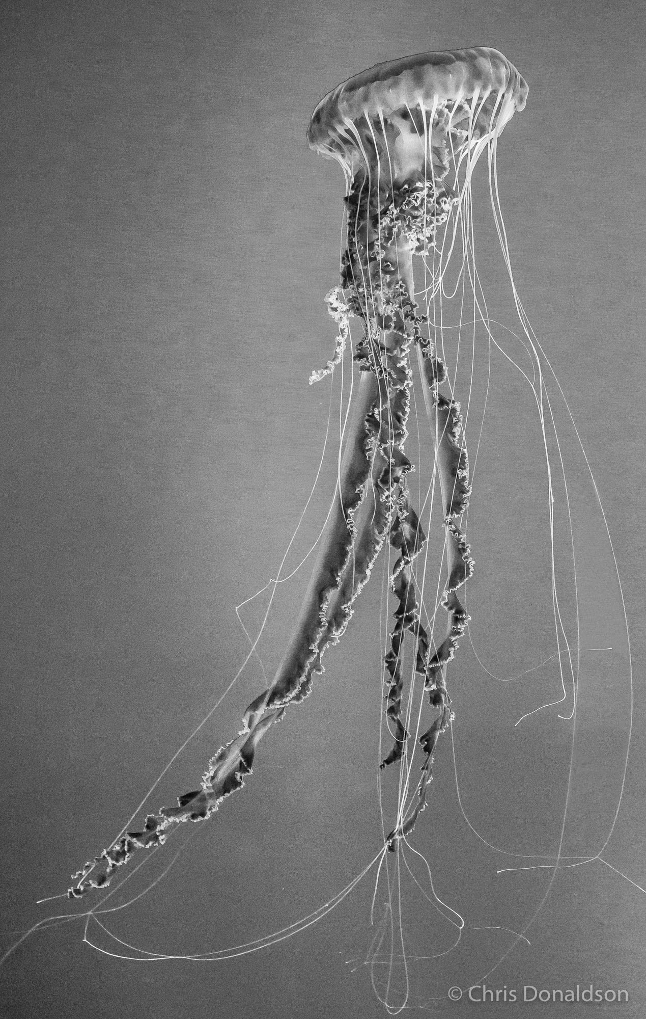 Dressed to Kill, Monterey, California, 2014