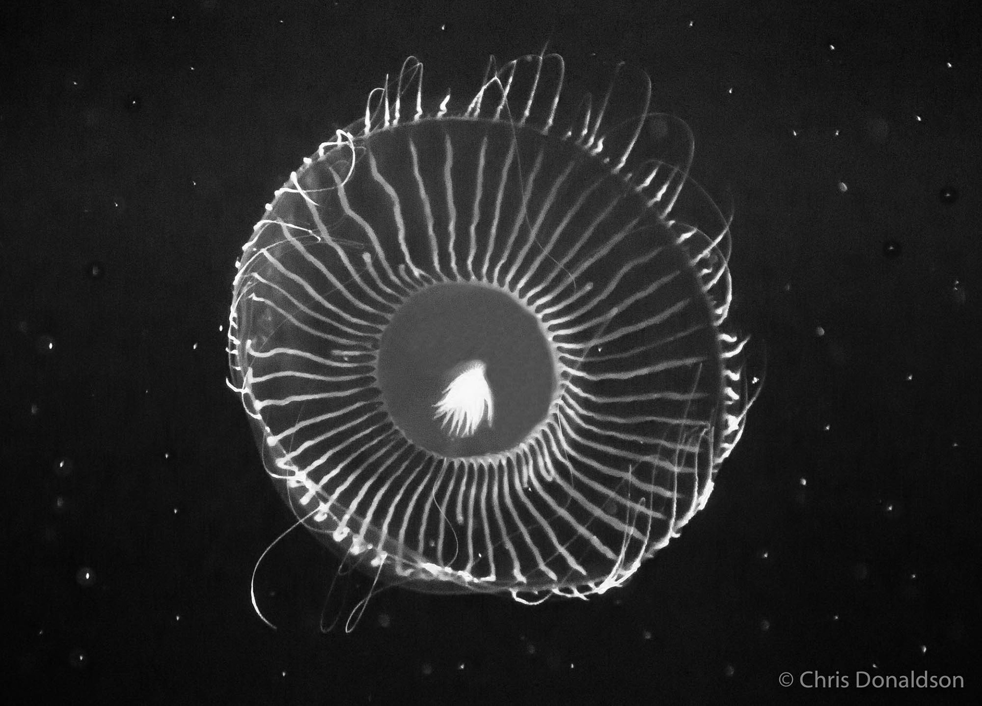 Jellyfish Nebula, Monterey, California, 2014