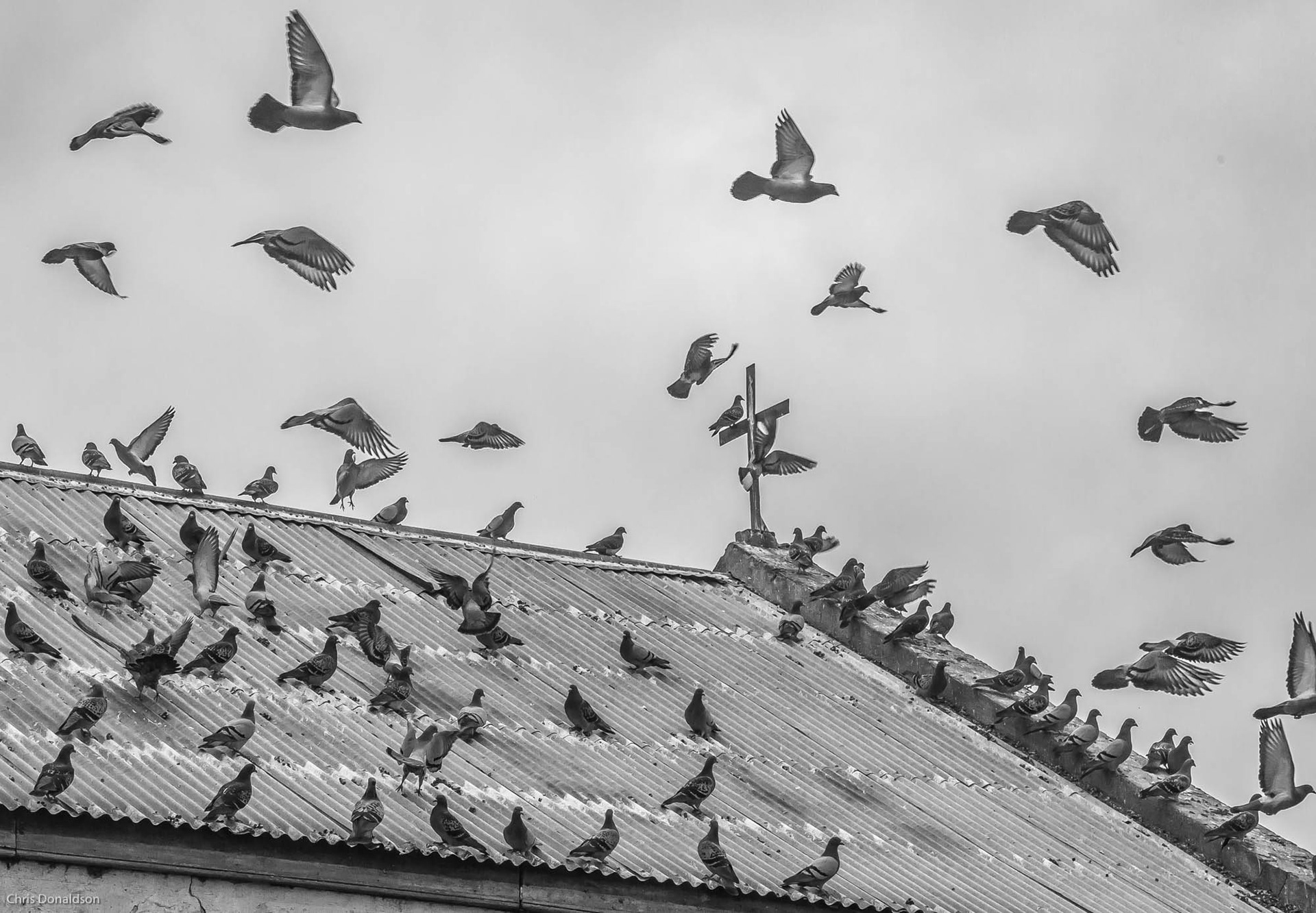Pigeons Aloft