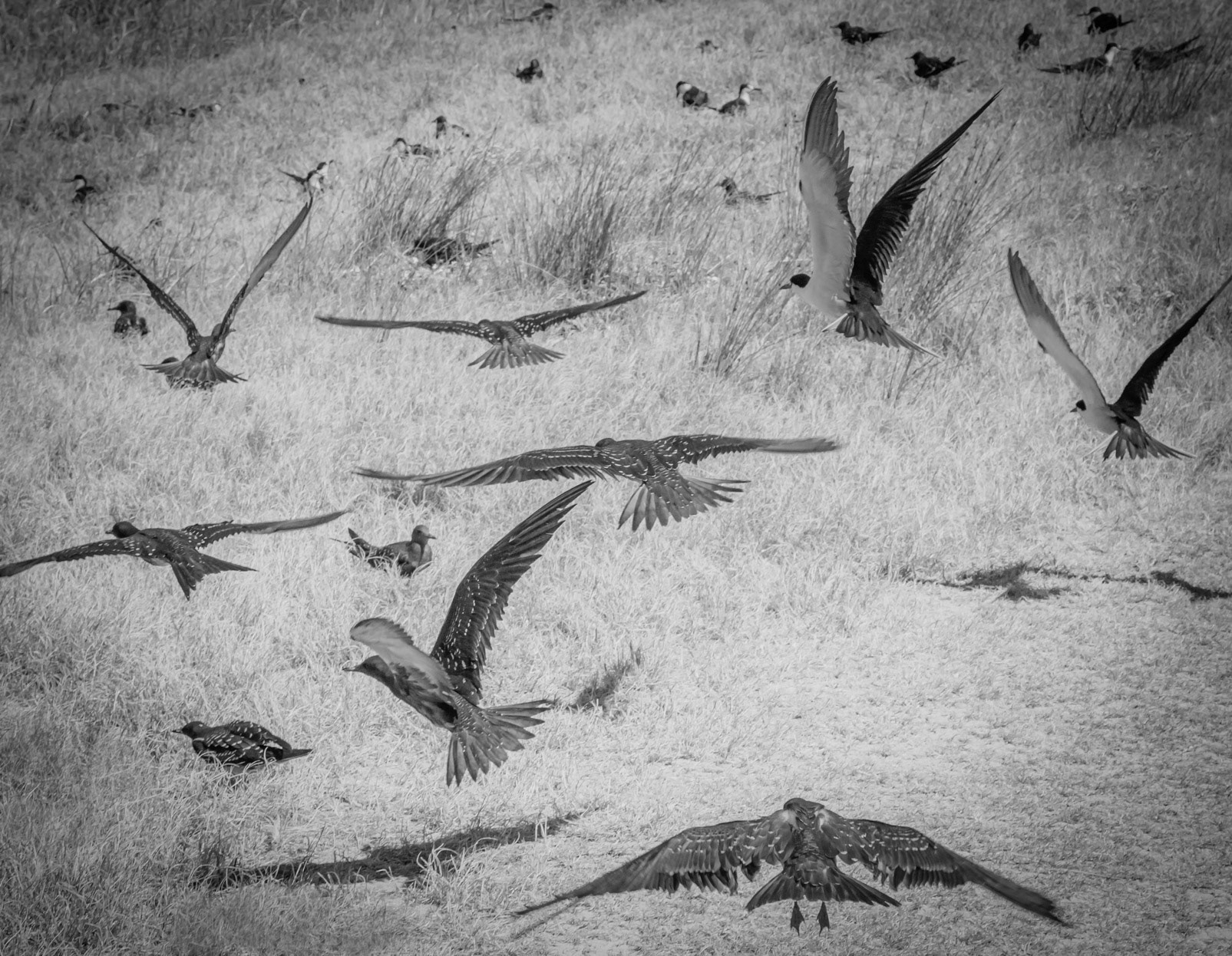 "Flight Paths" -  Lord Howe Island 2023