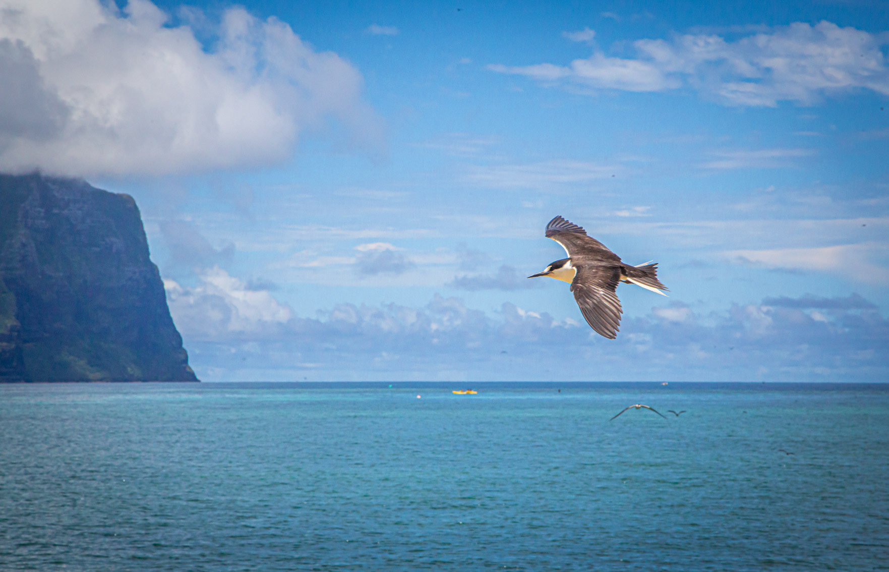"Free as a Bird" - Lord Howe Island 2023