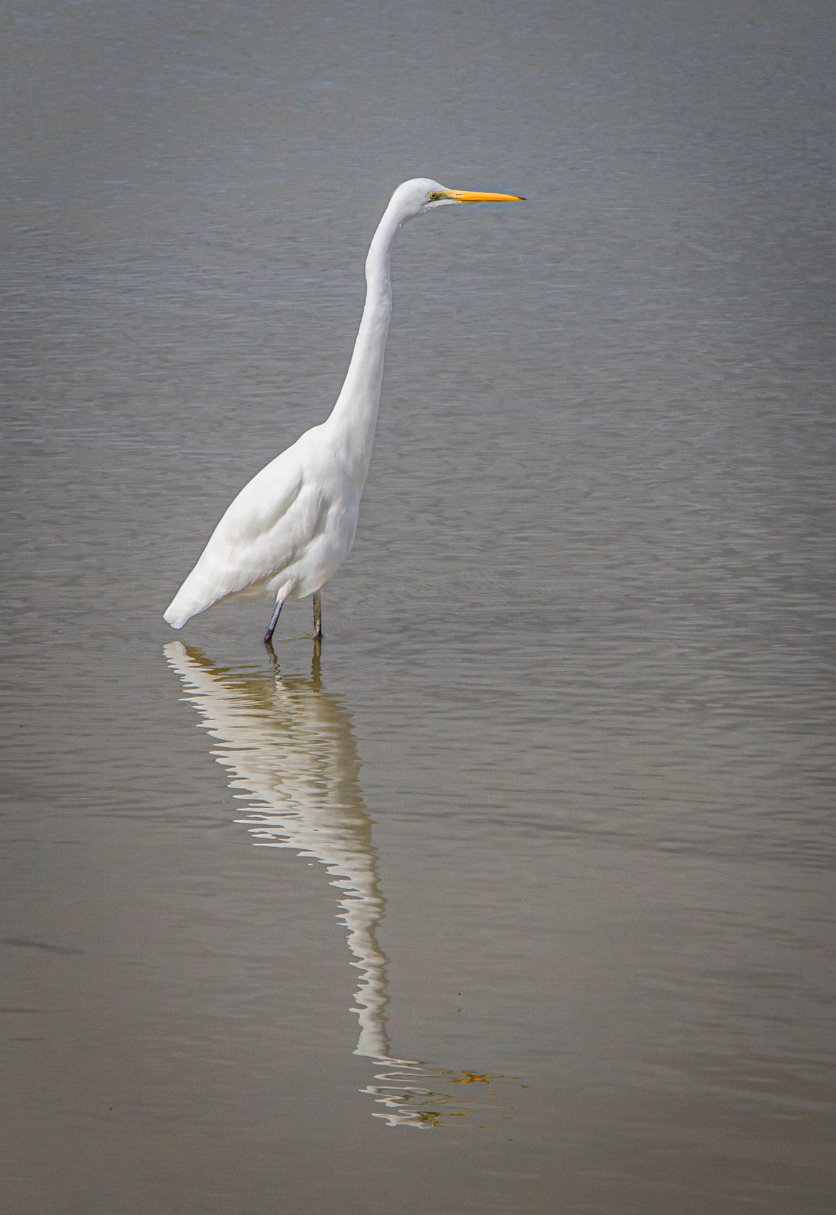 "Eastern Great Egret #1" - Lake Cargelligo NSW 2023