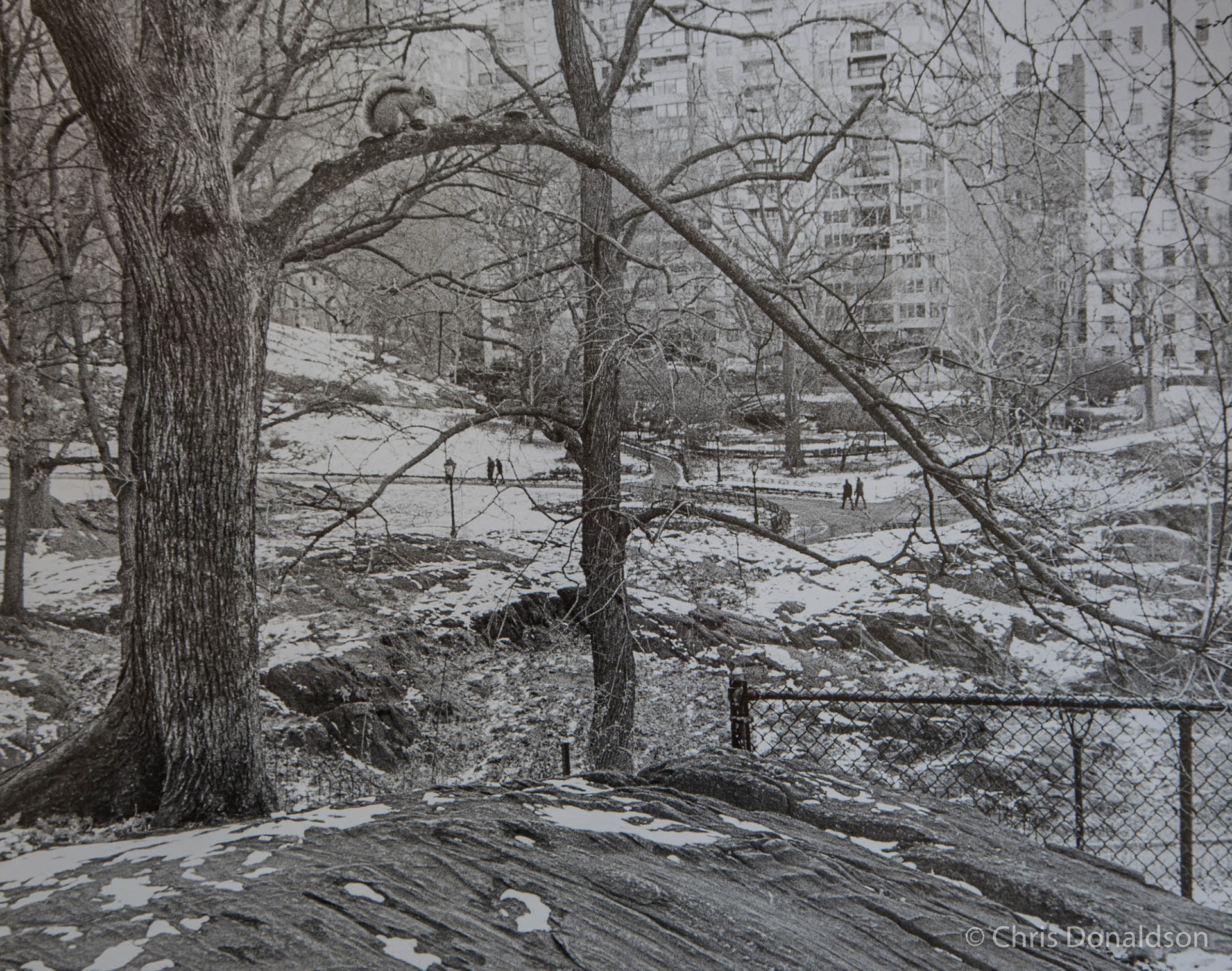 Central Park Midwinter, NY, 2015