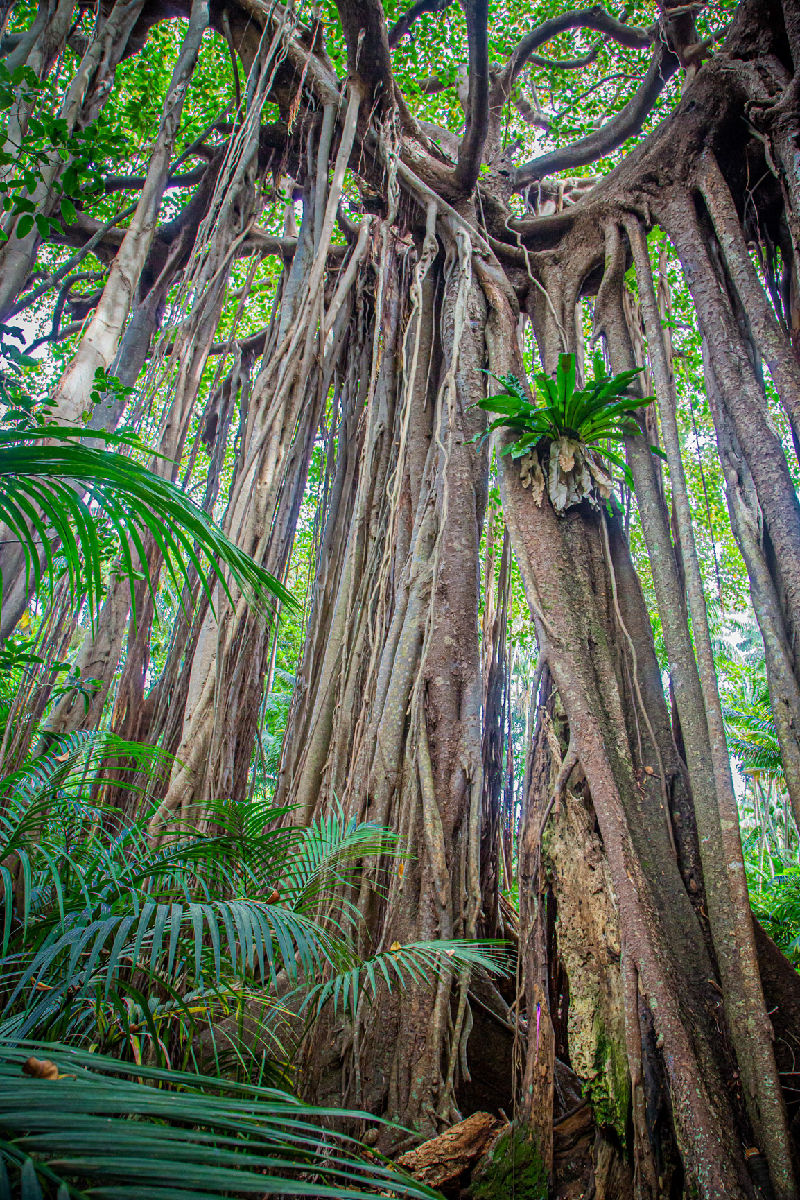 "Rain Forest Finery" - Lord Howe Island 2023