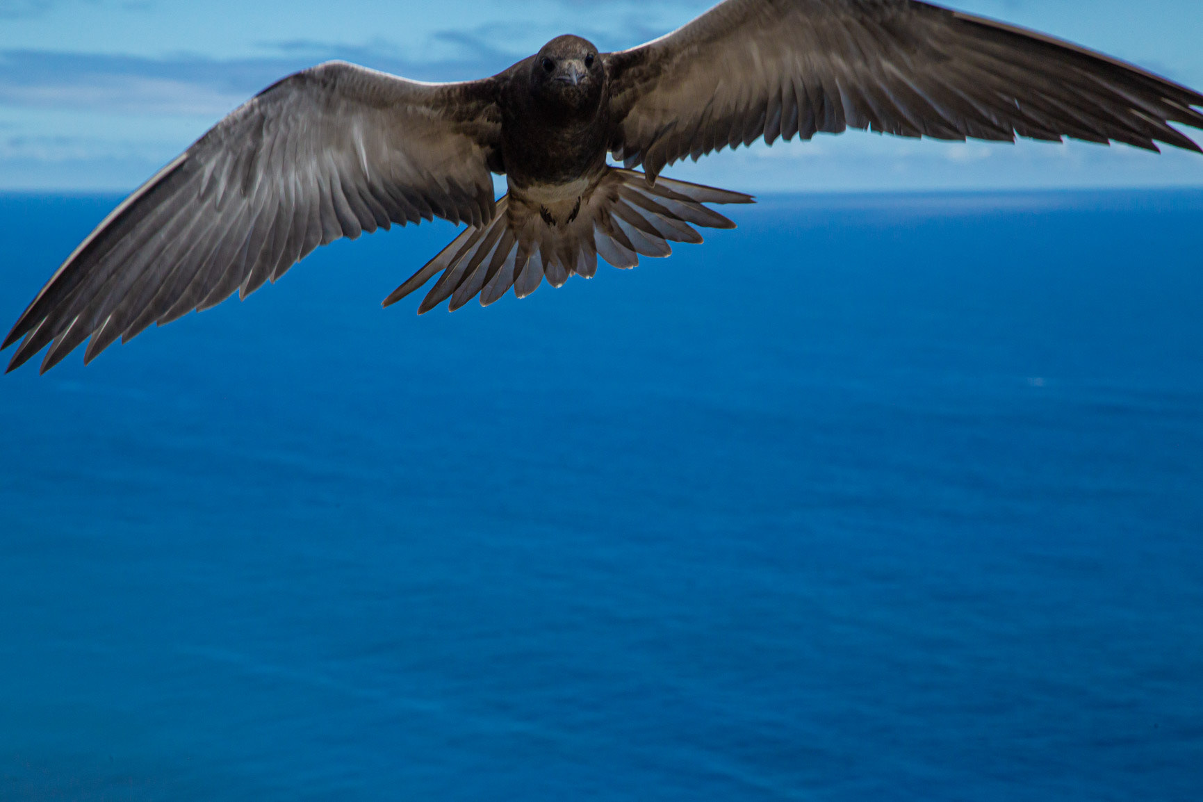 "Out of the Blue" - Lord Howe Island 2023