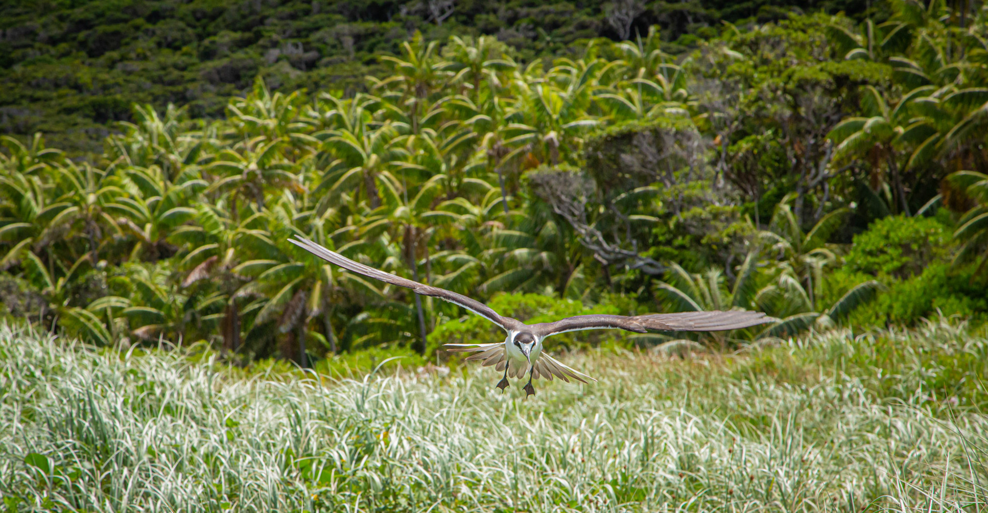 "Calm Within a Frenzy" - Lord Howe Island 2023