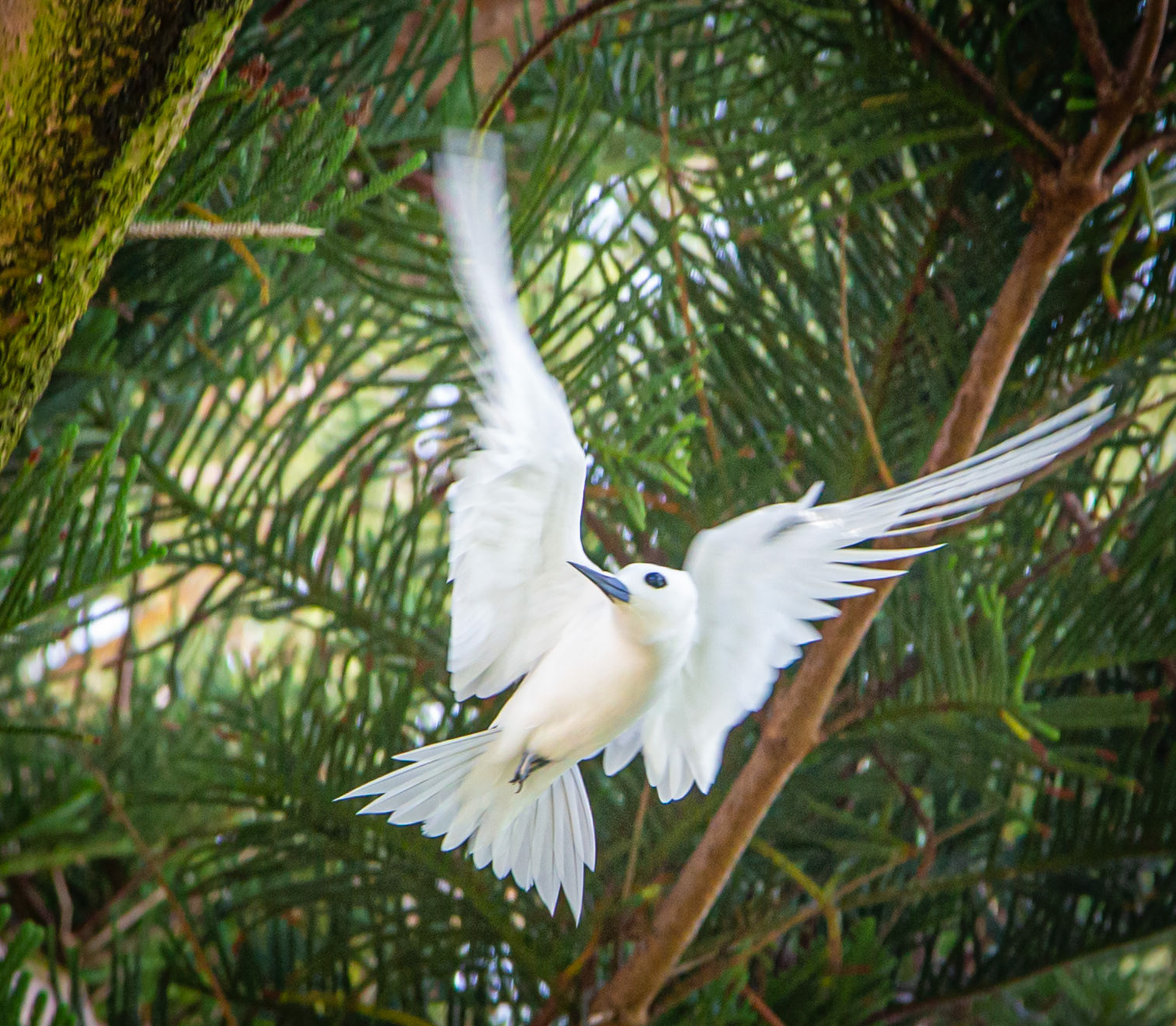 "Wings of an Angel" - Lord Howe Island 2023